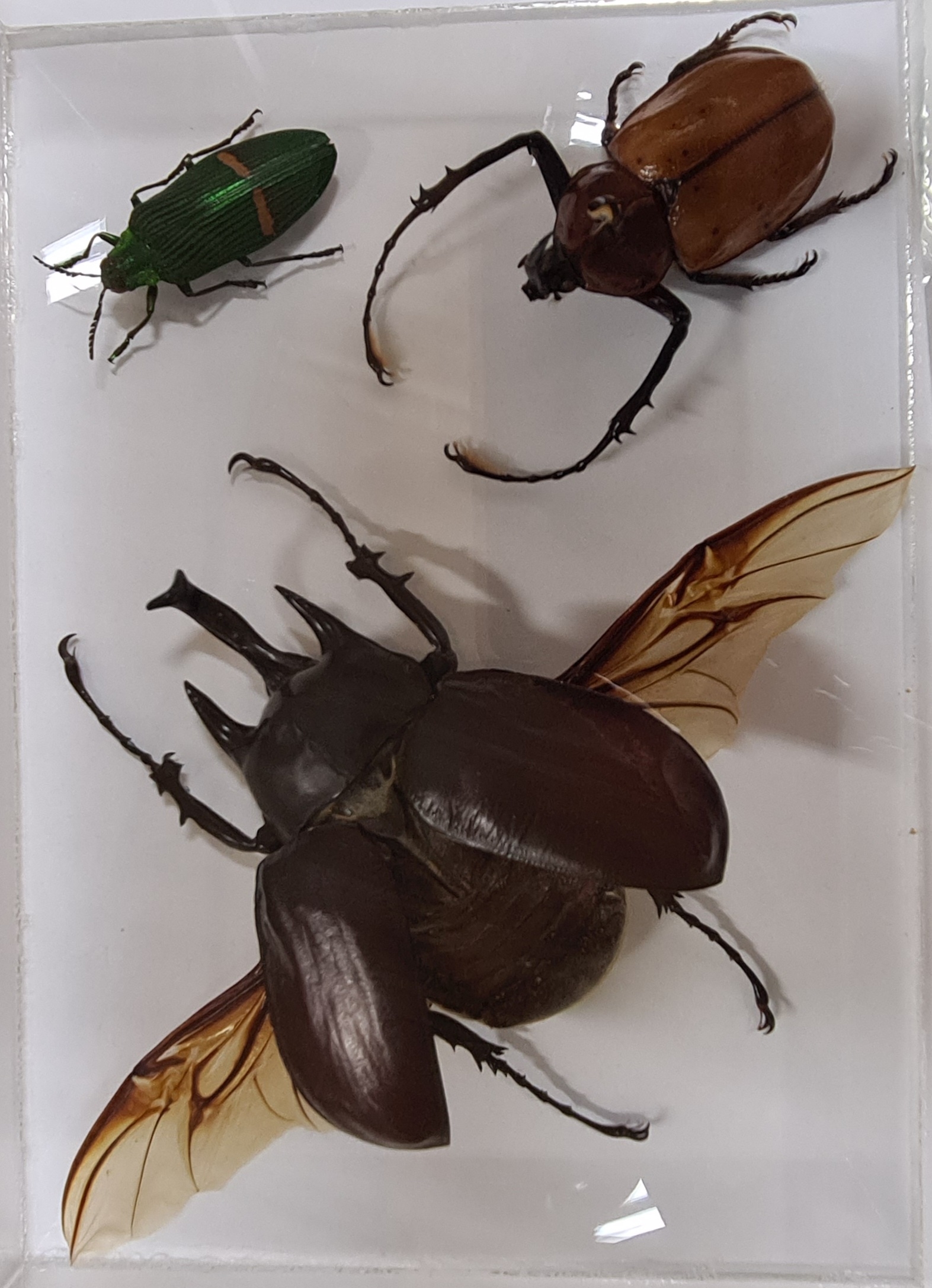 Detail f: Sammlung aus 18 Schaukästen mit Insektenpräparaten, 2. Hälfte 20.Jh., Totenkopfschwärmer, Morpho hercules, Schaukästen mit den ...