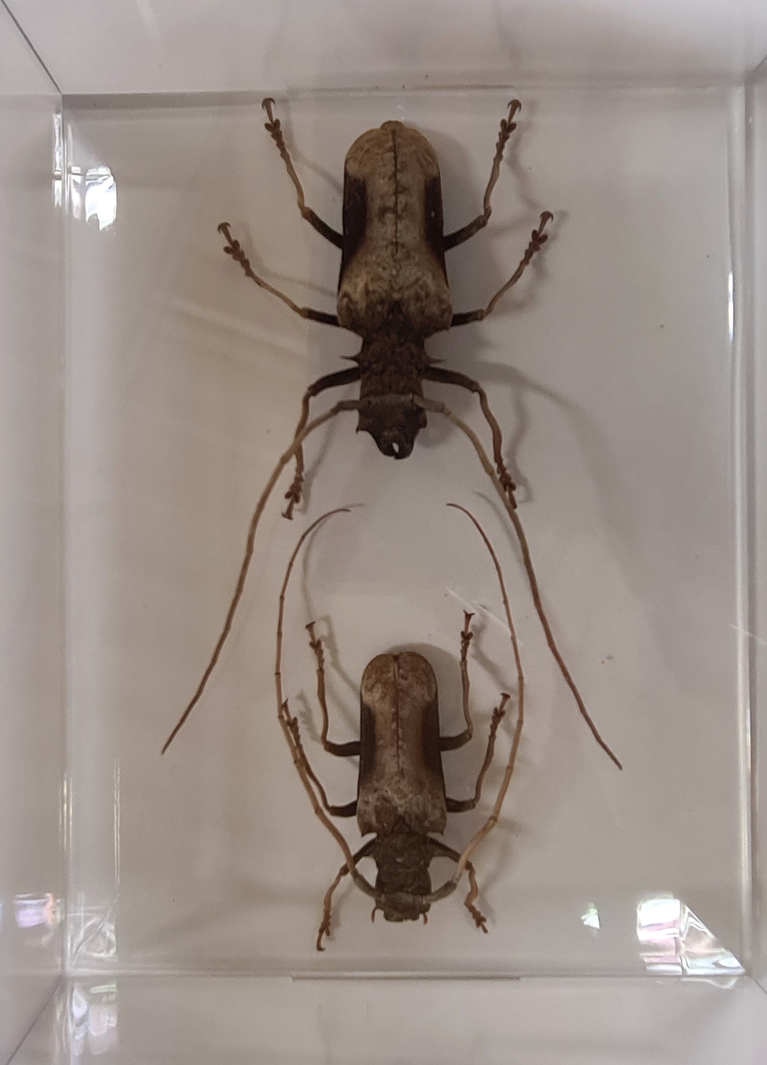 Detail g: Sammlung aus 18 Schaukästen mit Insektenpräparaten, 2. Hälfte 20.Jh., Totenkopfschwärmer, Morpho hercules, Schaukästen mit den ...