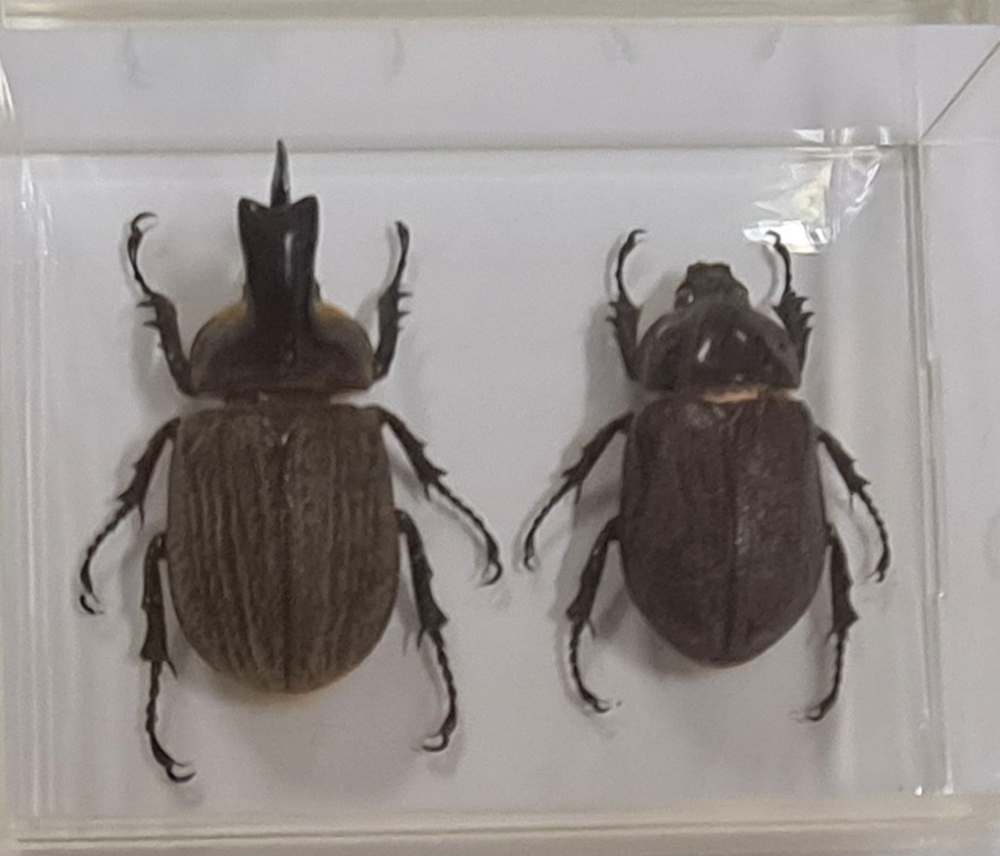 Detail h: Sammlung aus 18 Schaukästen mit Insektenpräparaten, 2. Hälfte 20.Jh., Totenkopfschwärmer, Morpho hercules, Schaukästen mit den ...