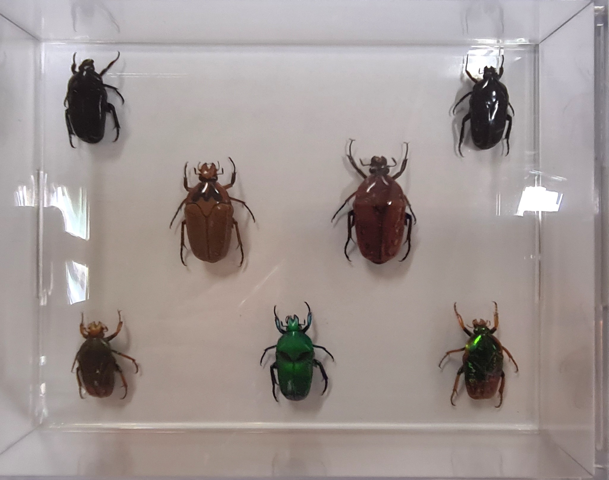 Detail i: Sammlung aus 18 Schaukästen mit Insektenpräparaten, 2. Hälfte 20.Jh., Totenkopfschwärmer, Morpho hercules, Schaukästen mit den ...