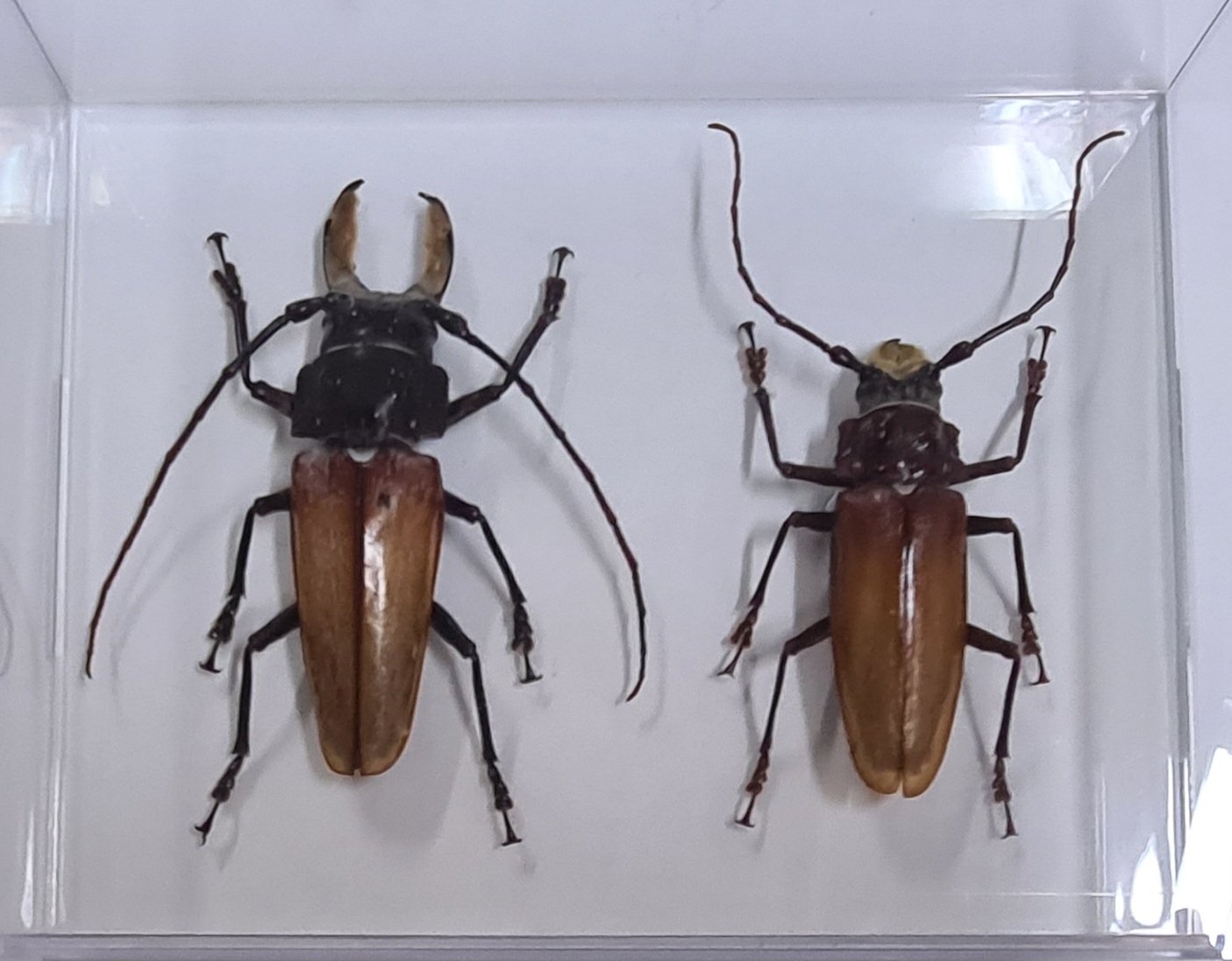 Detail j: Sammlung aus 18 Schaukästen mit Insektenpräparaten, 2. Hälfte 20.Jh., Totenkopfschwärmer, Morpho hercules, Schaukästen mit den ...