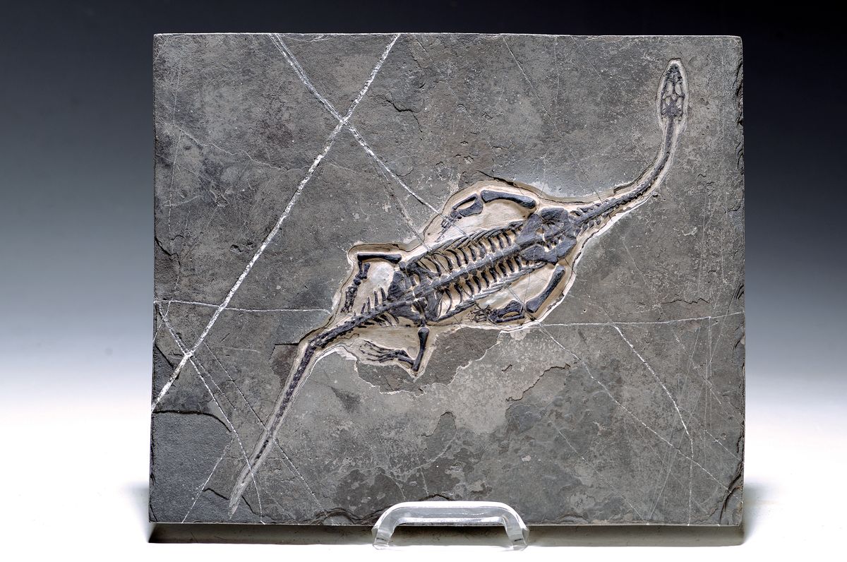 Großer Schwimmsauerier, Keichousaurs-Hui (Nothosaurus) auf einer Platte, Guizhou -Provinz, China, 220 Mio. J. alt, perfekt erhaltenes Männchen L. ...