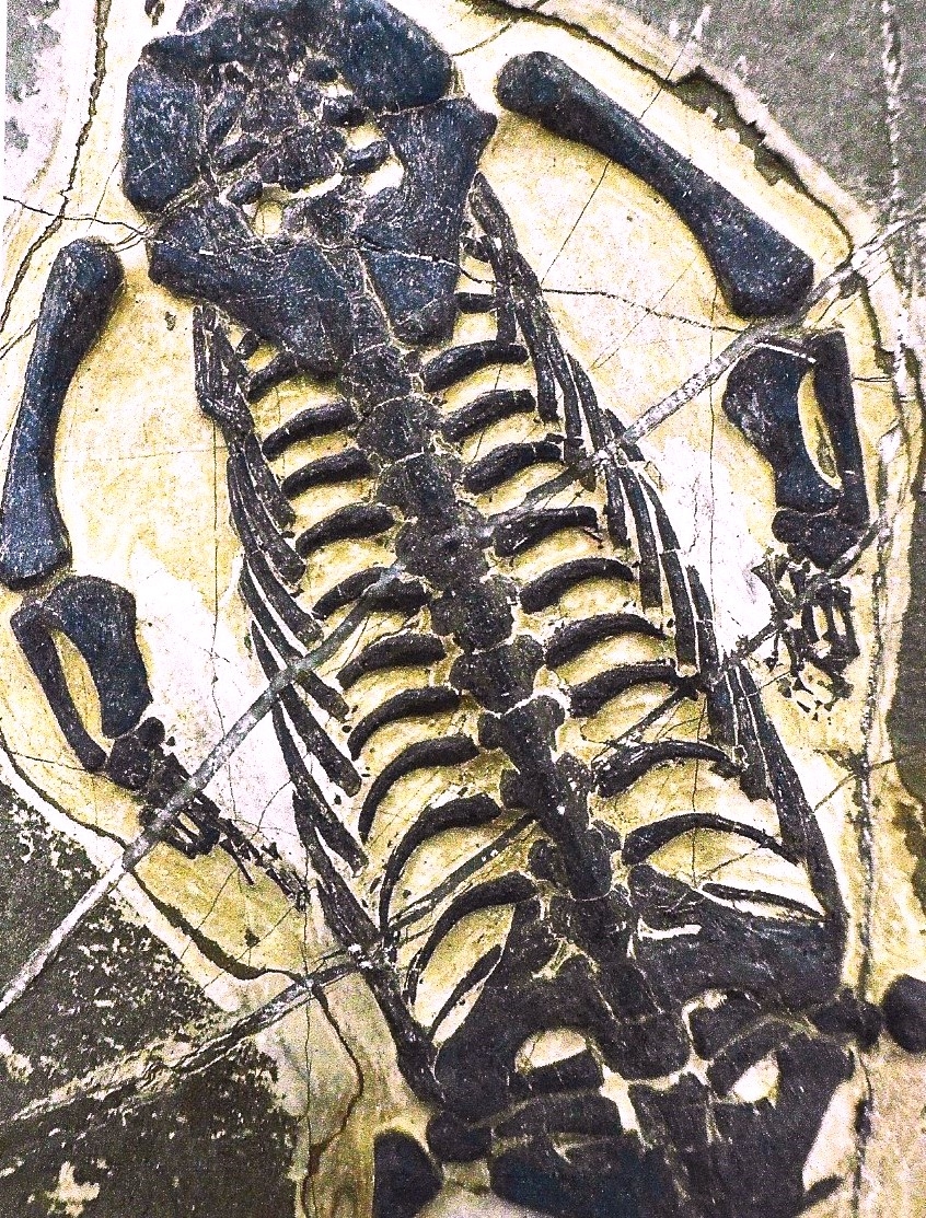 Detail a: Großer Schwimmsauerier, Keichousaurs-Hui (Nothosaurus) auf einer Platte, Guizhou -Provinz, China, 220 Mio. J. alt, perfekt erhaltenes Männchen L. ...