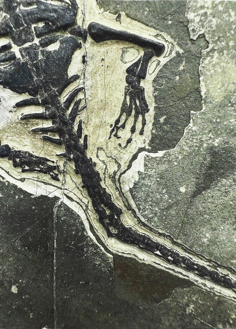 Detail b: Großer Schwimmsauerier, Keichousaurs-Hui (Nothosaurus) auf einer Platte, Guizhou -Provinz, China, 220 Mio. J. alt, perfekt erhaltenes Männchen L. ...