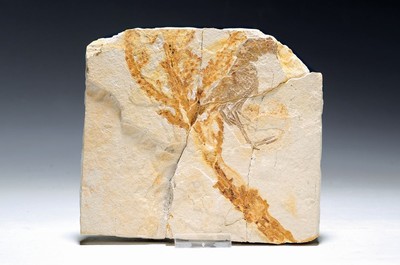 Image 26738679 - Large shrimp with fossil plants "Antrimpos speciosus" (Muenster 1839) from Solnhofen/Bavaria, Jurassic period, 145-201 million years old, 17.5x15.5x1.8 cm, 788g, limestone slab assembled due to excavations, beautiful find from Solnhofen, known for the presence of a very fine-grained limestone formation with exceptionally well-preserved fossils from the Jurassic period