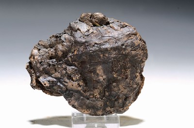 Image 26738717 - Seltene fossile Schildkröte, "Allaecochelys crasseculptata", Grube Messel, ca. 49 Mio. J. alt