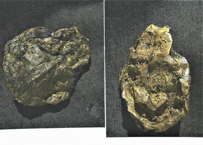 26738717a - Seltene fossile Schildkröte, "Allaecochelys crasseculptata", Grube Messel, ca. 49 Mio. J. alt