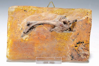 Image 26738719 - Knochenwirbel eines Krokodils, Grube Messel, ca. 49 Mio. J. alt