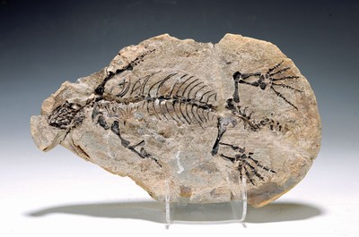 Image 26739228 - Barasaurus besairiei, Madagaskar, Lopingian Plateau, d`Sala