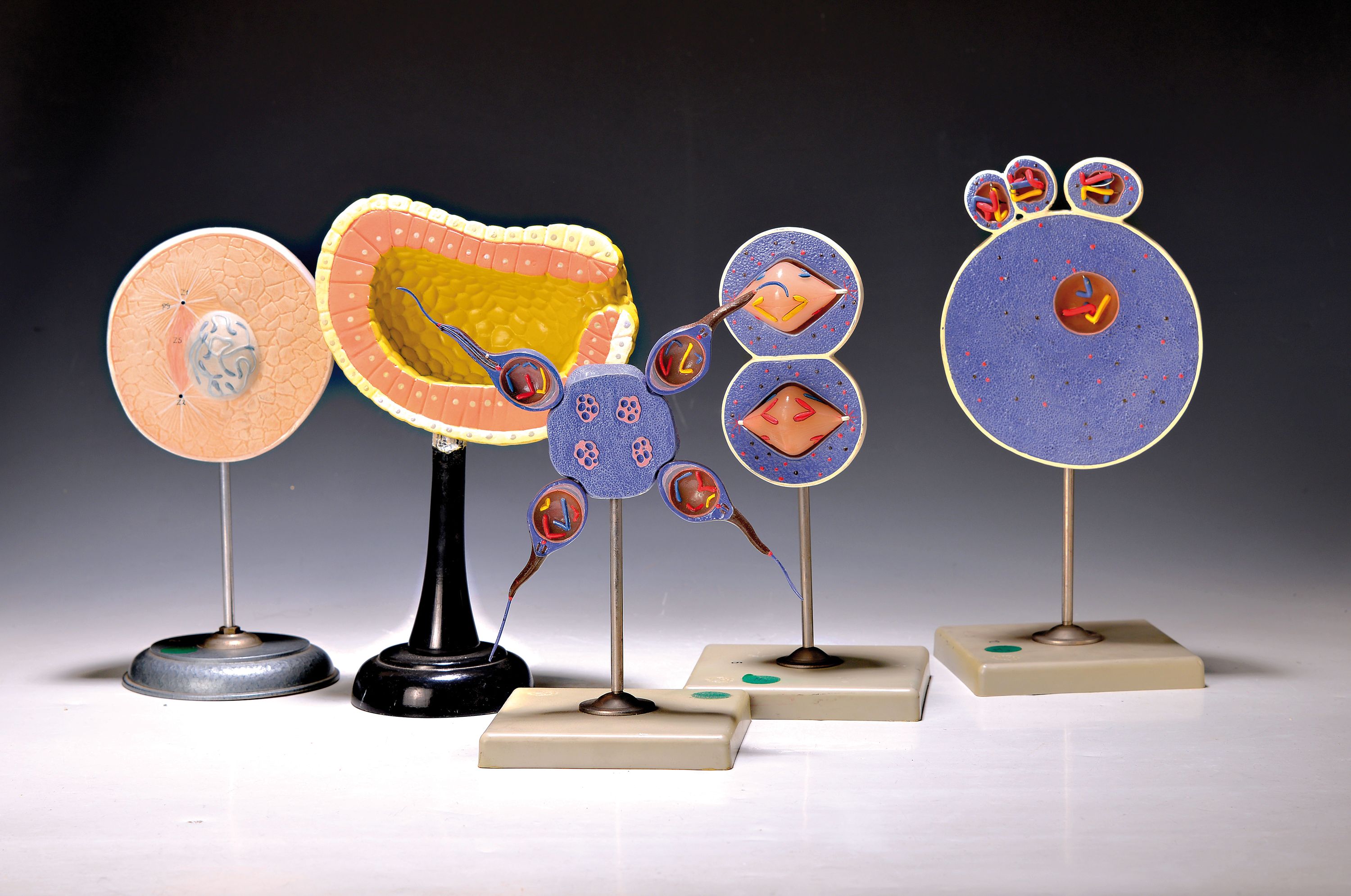 Großes Konvolut medizinisch-biologische Lehrmodelle, überwiegend Somso, 28 Modelle, Darstellungen der menschlichen Eifruchtung und ...