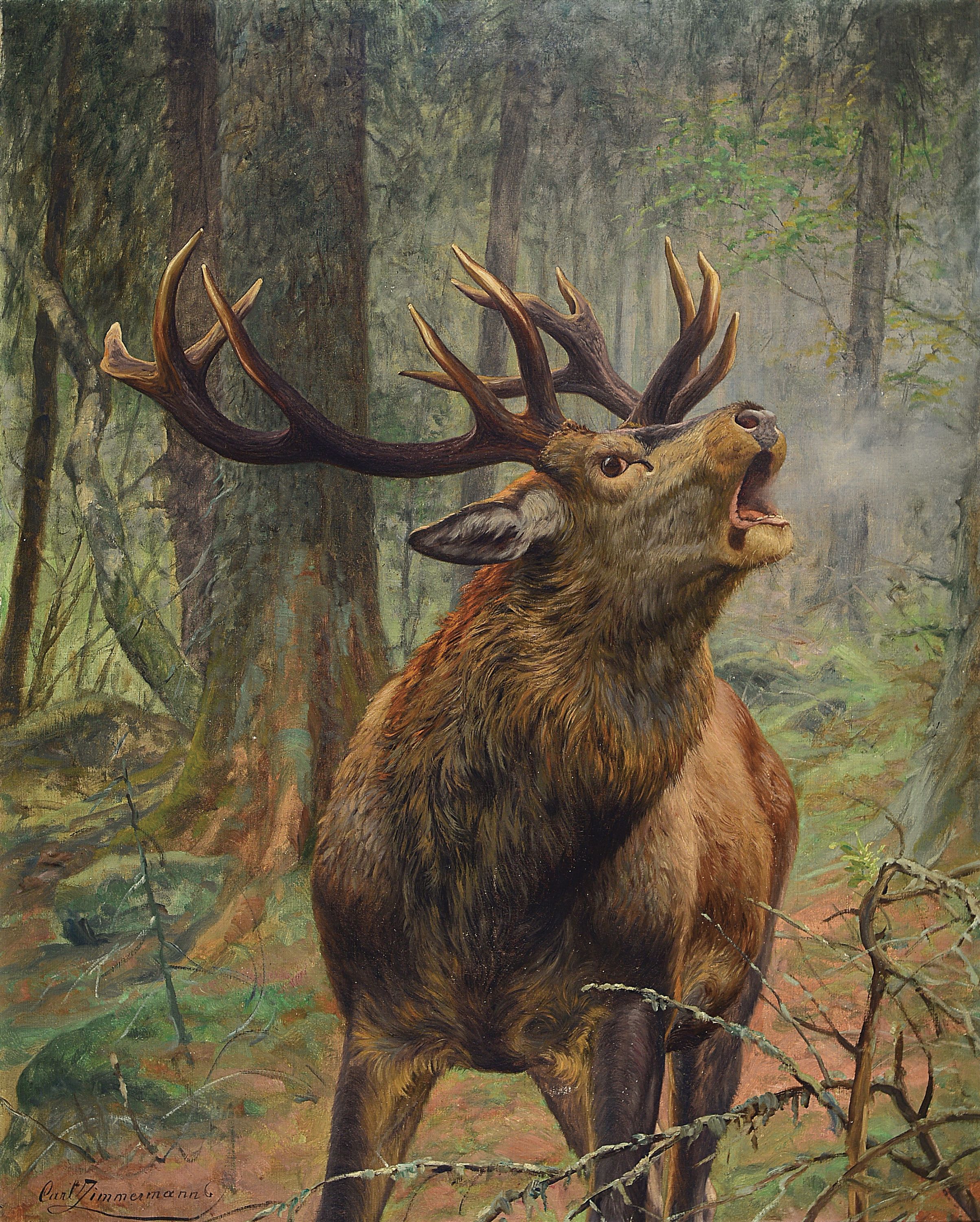 Carl Zimmermann, 1864 Halberstadt-1930 Goslar, Röhrender Hirsch im dichten Wald, Öl/Lwd, rechts unten signiert, ca. 100x80cm, R. ca. 118x98cm