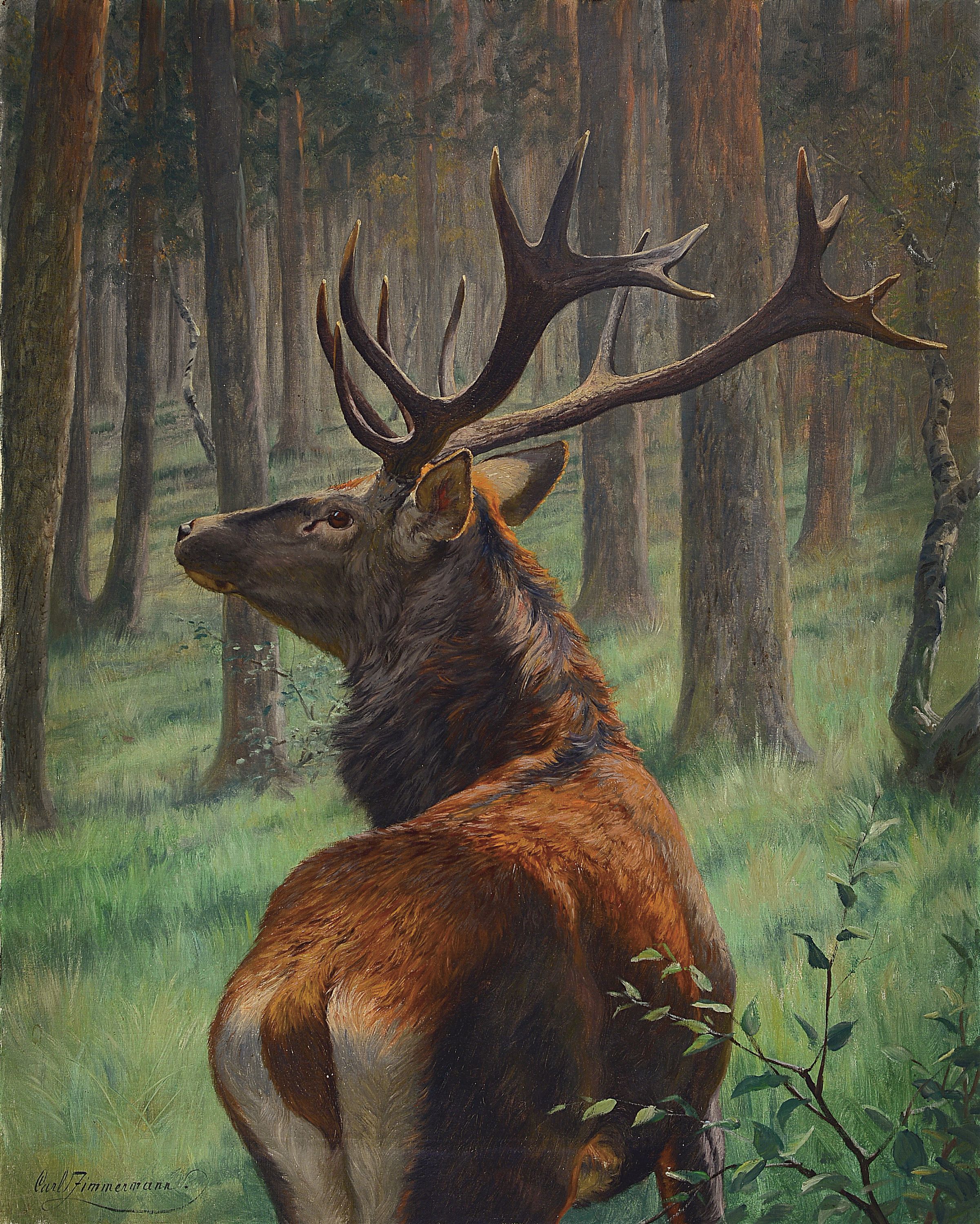 Carl Zimmermann, 1864 Halberstadt-1930 Goslar, Hirsch im Wald, Öl/Lwd, links unten sign., ca. 100x80cm, R. ca. 118x98cm
