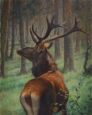 Image 26744744 - Carl Zimmermann, 1864 Halberstadt-1930 Goslar,deer in the forest, oil/canvas, lower left sign., approx. 100x80cm, frame approx. 118x98cm