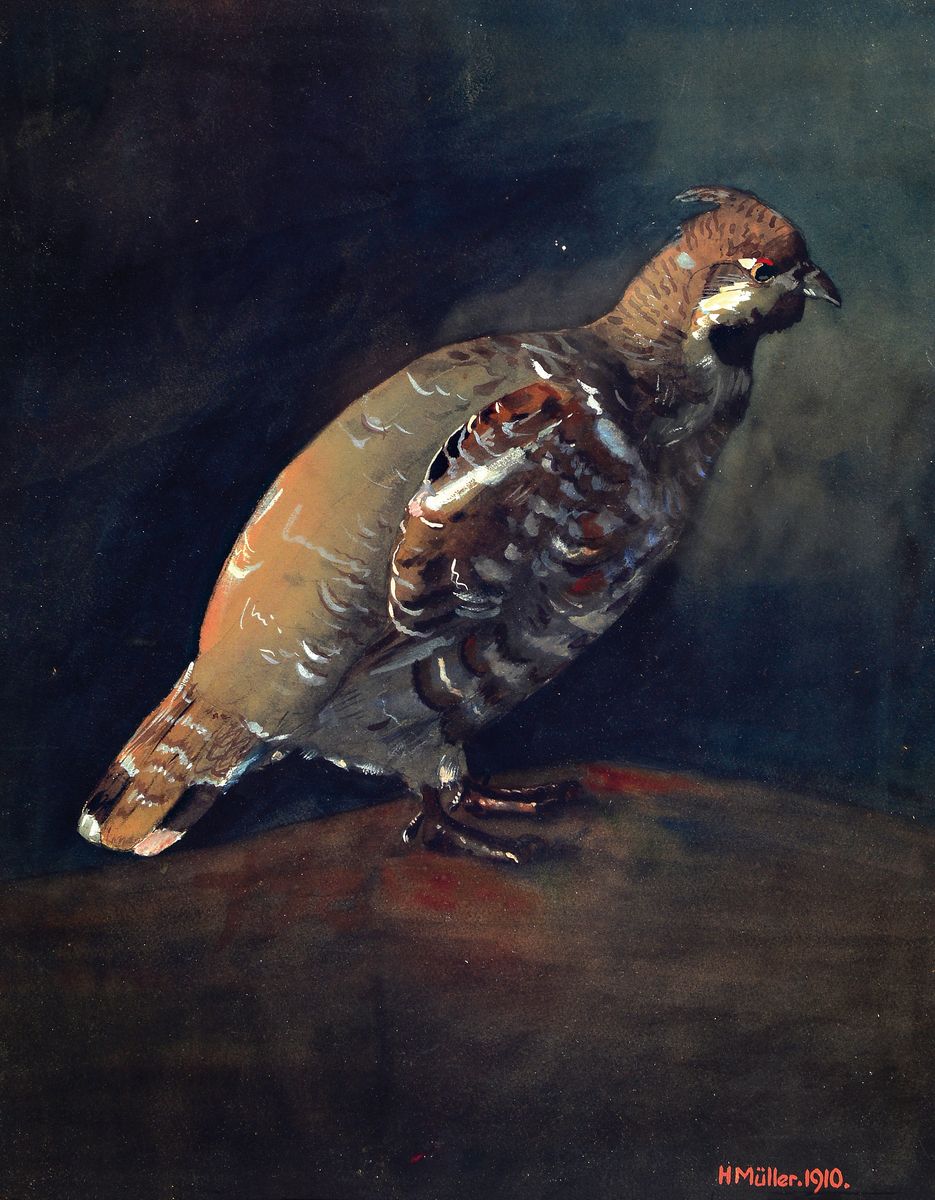 Heinrich Anton Müller, 1865-1930, Haselhuhn im Profil, Gouache auf Papier, rechts unten signiert und dat. 1910, ca. 38x29cm, u.Gl., R. ca. 43x35cm