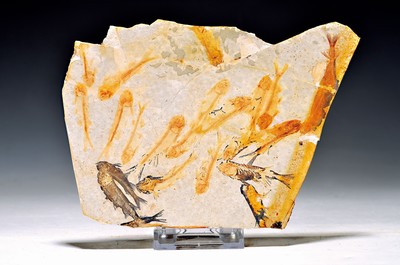 Image 26746871 - Lycoptera, Rochenfisch-Platte mit ca. 20 Exemplaren, welche in der frühen Kreidezeit (vor etwa 125 Millionen Jahren) in Süßwasserseen lebten