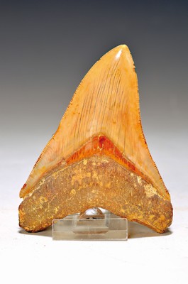 Image 26746874 - Magnificent, large and heavy prehistoric shark tooth "Carcharodon megalodon", Indonesia, Chikalong West Java, 16-20 million years old, Neogene Miocene, unusual. attractive, aesthetically beautiful tooth in matrix with iridescent coloring and golden bourlette, no restorations, perfectly preserved in natural form, approx. 11.5x 8.4 x 2 cm. 130 g. Teeth from Indonesia are significantly rarer than from the USA and are characterized by an unusual play of colors and brilliant, filigree toothing on the edge; they come from deposits that were closed long ago and have only been on the market for a short time, optimal serration, fluting of the almost razor-sharp tooth cutting edges.Important for quality detection, an alternative method uses the tooth width of the upper front teeth to calculate the size of the Robber (estimated here approx. 12 m total length)