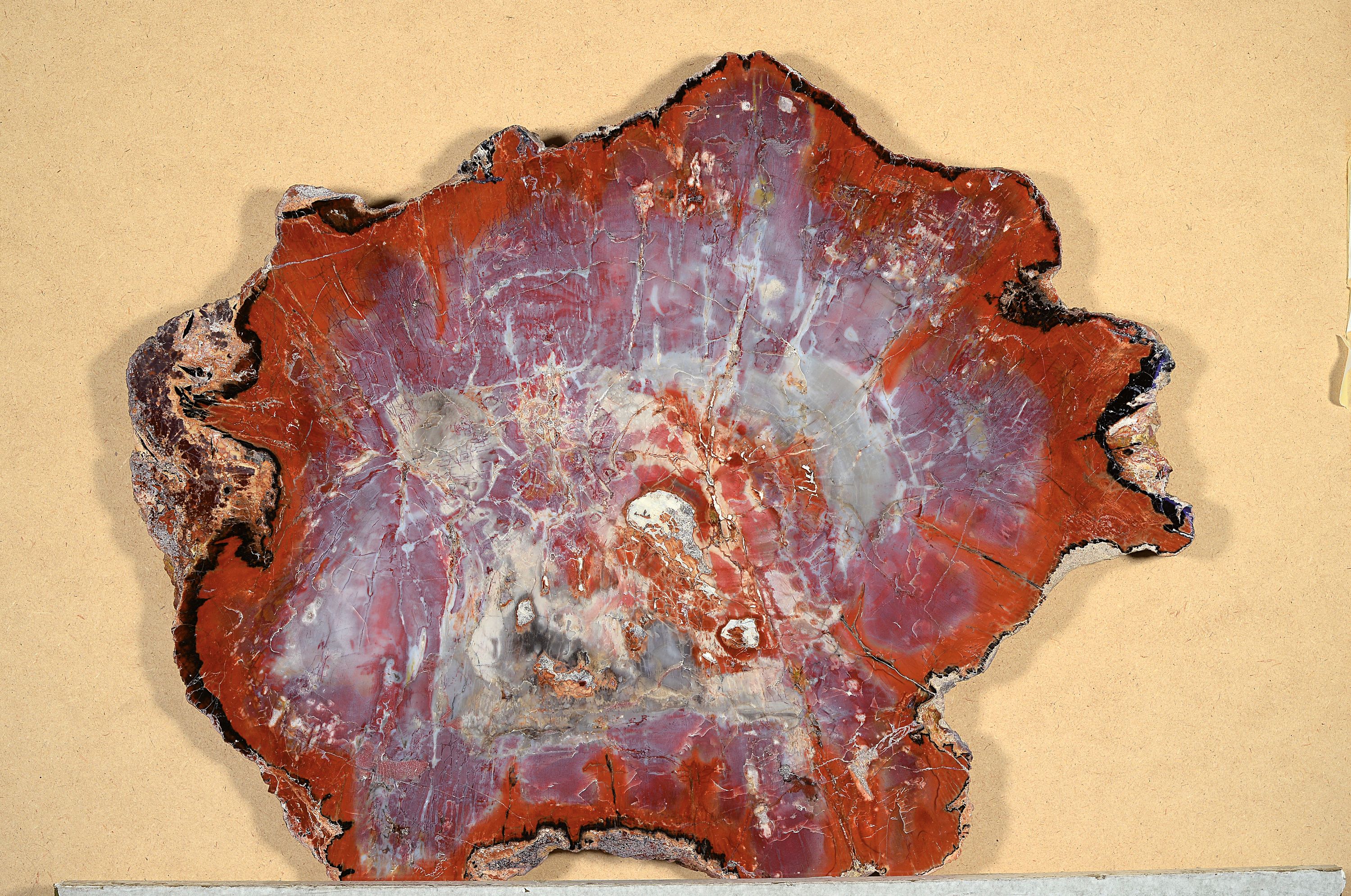 Versteinerte Holzplatte, Araucaria, Arizona, Nadelbaum, Fossil, ca. 220 Millionen Jahr alt, geschliffene und polierte Holzscheibe, Naturfarben, ...