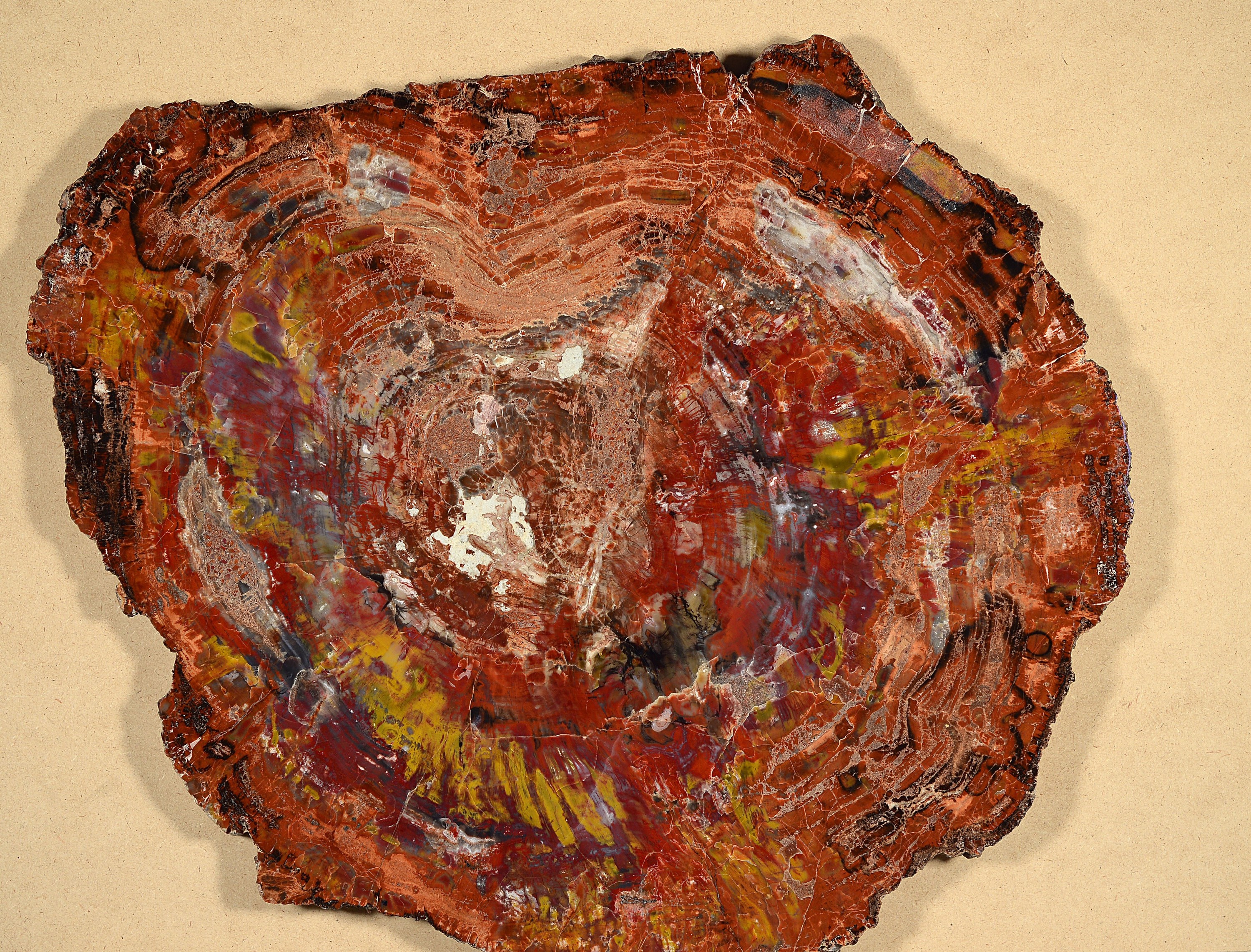 Versteinerte Holzplatte, Araucaria, Arizona, Nadelbaum, Fossil, ca. 220 Millionen Jahre alt, geschliffene und polierte Holzscheibe, Naturfarben, ...