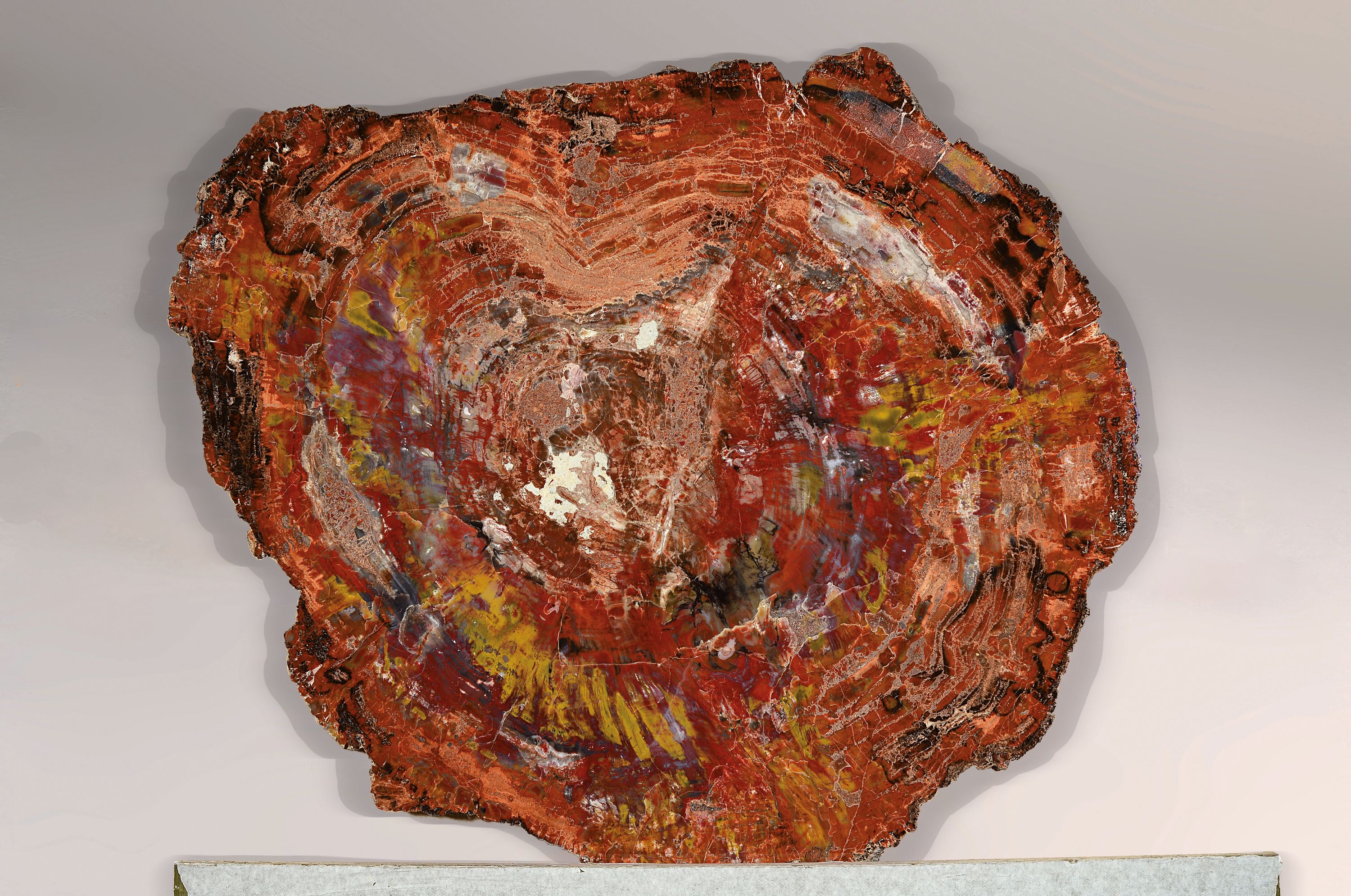 Detail a: Versteinerte Holzplatte, Araucaria, Arizona, Nadelbaum, Fossil, ca. 220 Millionen Jahre alt, geschliffene und polierte Holzscheibe, Naturfarben, ...