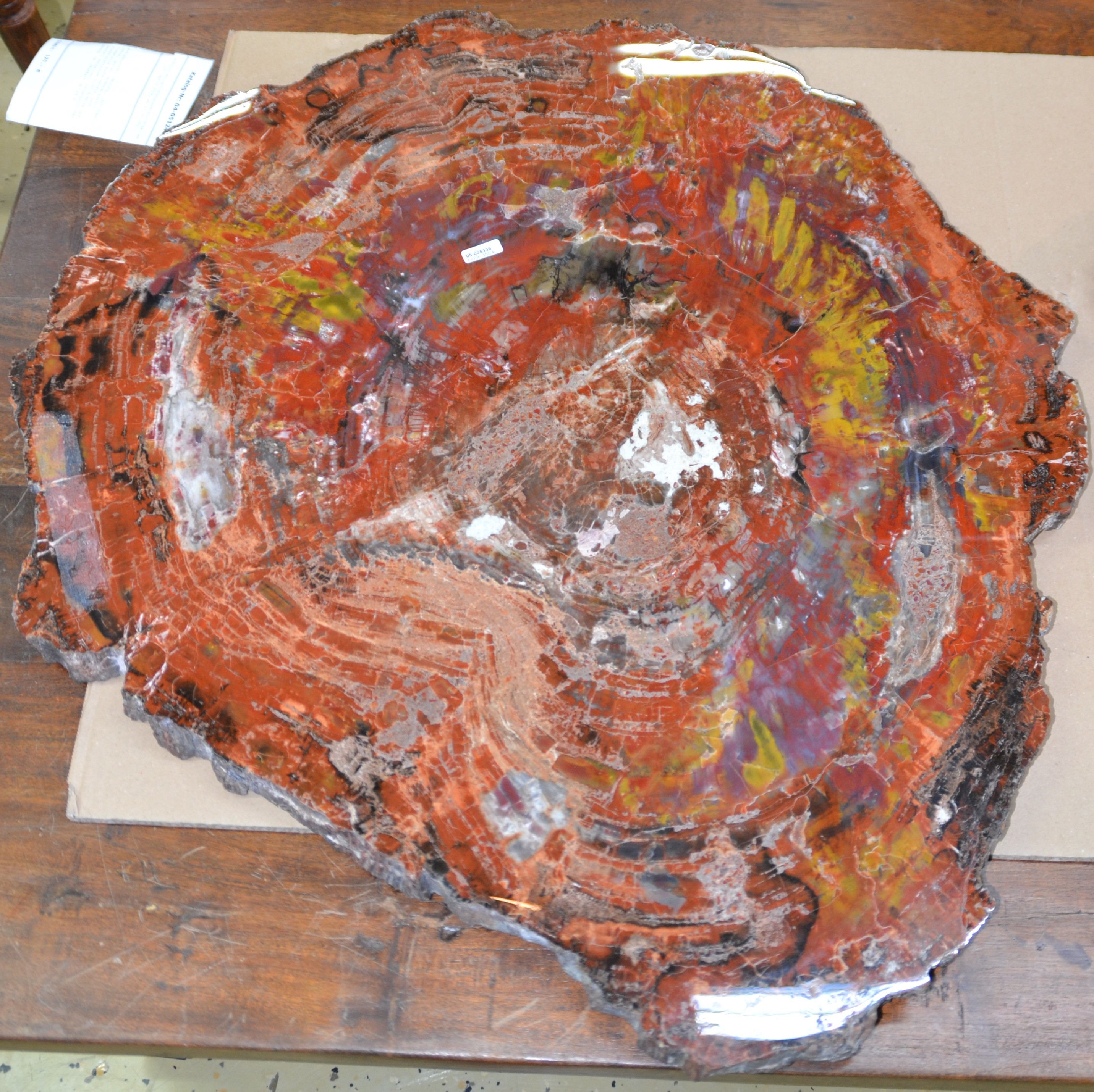 Detail b: Versteinerte Holzplatte, Araucaria, Arizona, Nadelbaum, Fossil, ca. 220 Millionen Jahre alt, geschliffene und polierte Holzscheibe, Naturfarben, ...