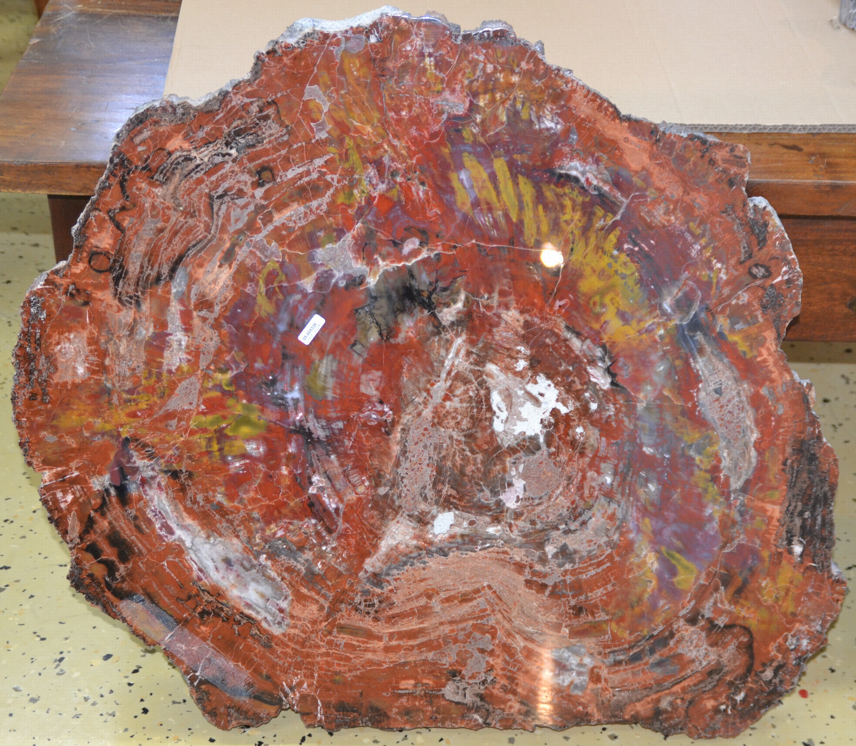 Detail c: Versteinerte Holzplatte, Araucaria, Arizona, Nadelbaum, Fossil, ca. 220 Millionen Jahre alt, geschliffene und polierte Holzscheibe, Naturfarben, ...