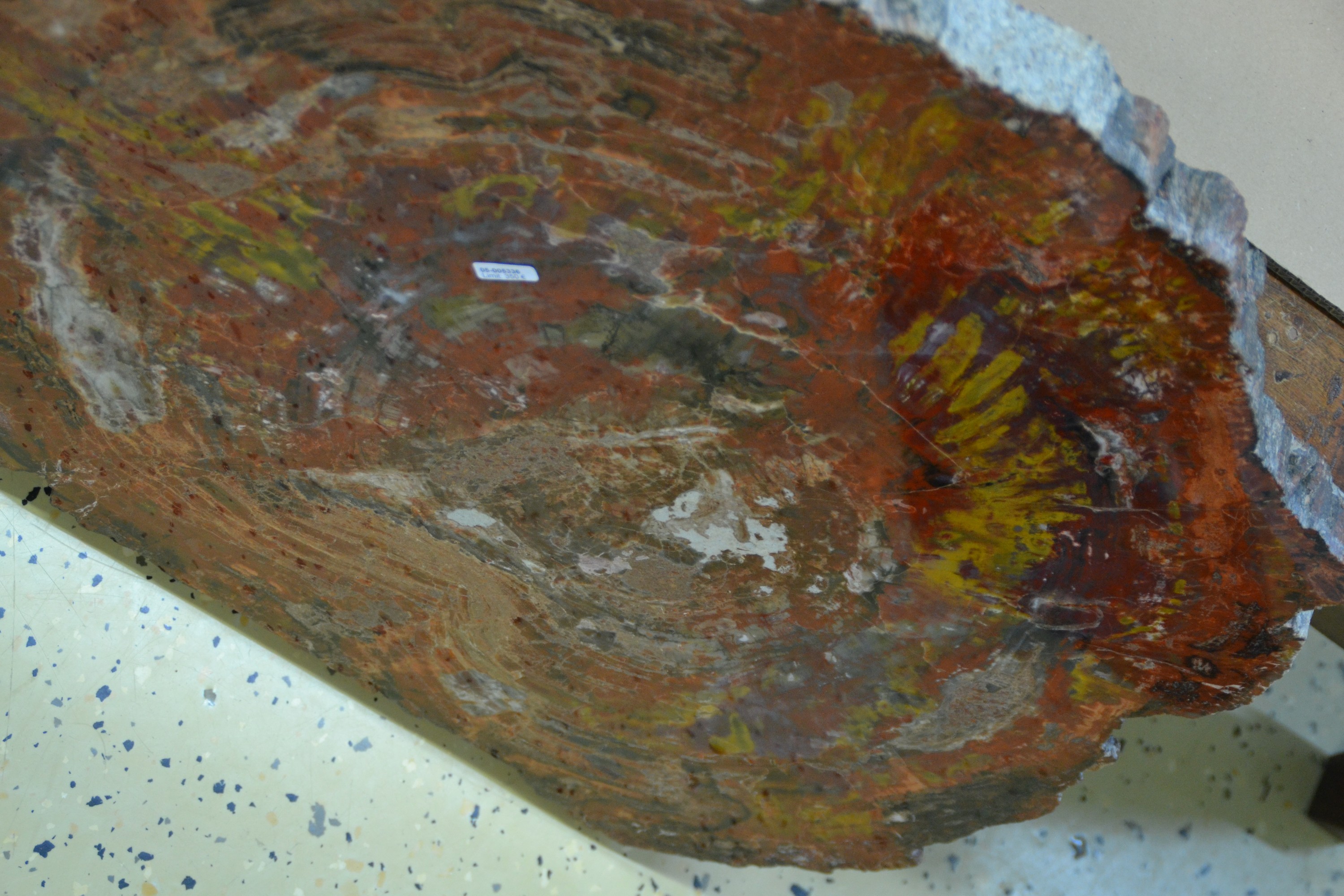 Detail d: Versteinerte Holzplatte, Araucaria, Arizona, Nadelbaum, Fossil, ca. 220 Millionen Jahre alt, geschliffene und polierte Holzscheibe, Naturfarben, ...