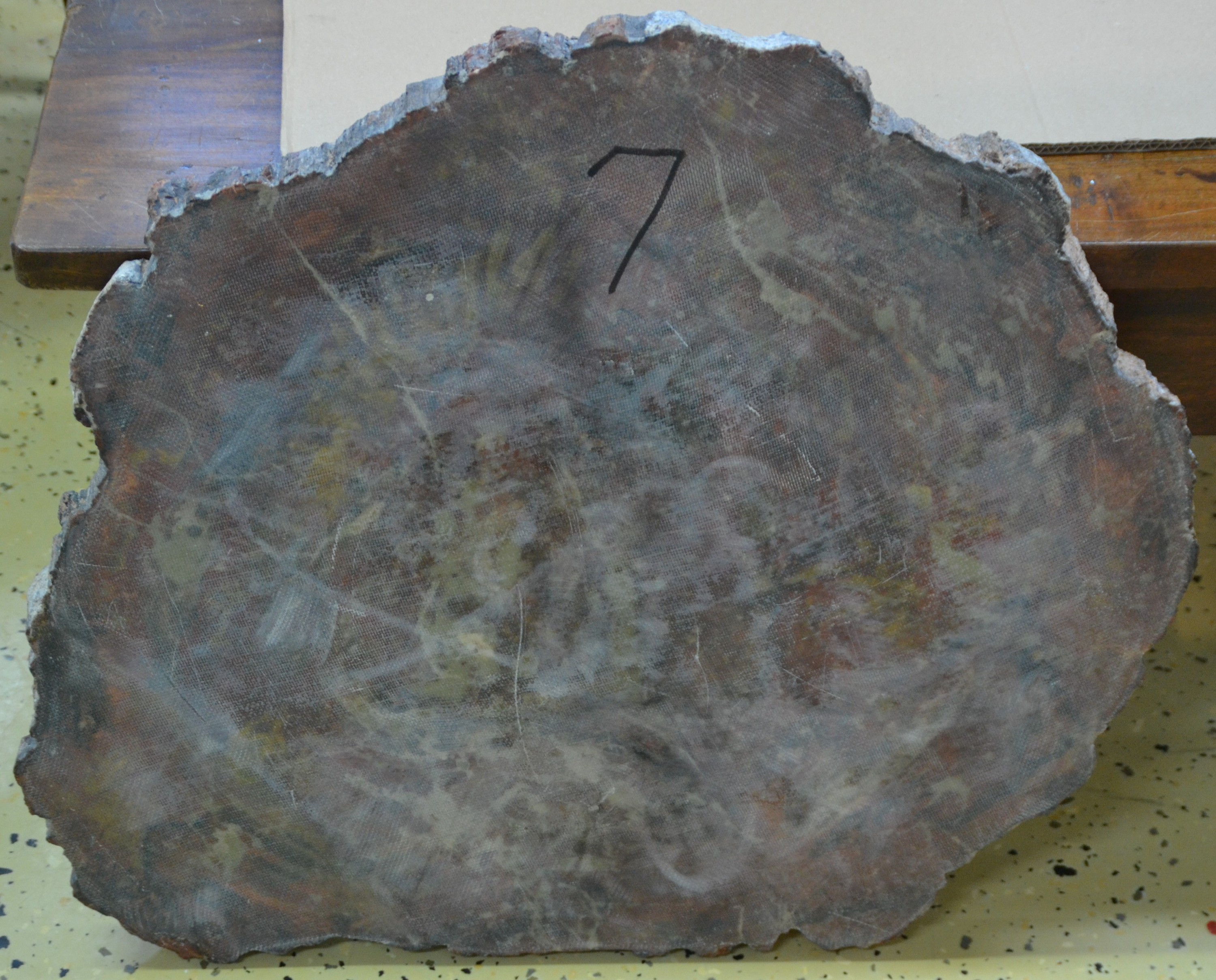 Detail e: Versteinerte Holzplatte, Araucaria, Arizona, Nadelbaum, Fossil, ca. 220 Millionen Jahre alt, geschliffene und polierte Holzscheibe, Naturfarben, ...