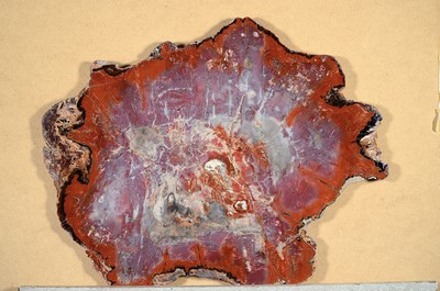Image 26746959 - Petrified wood panel, Araucaria, Arizona, conifer, fossil, approx. 220 million years old, ground and polished wooden disc, natural colors, surrounding bark structure, also suitable as a small table top, 65.5 x 53 x 3 cm