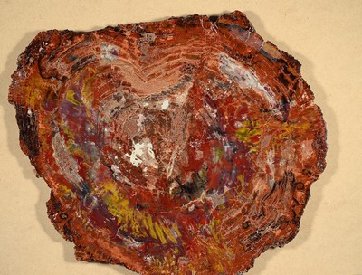 Image 26746960 - Versteinerte Holzplatte, Araucaria, Arizona, Nadelbaum, Fossil, ca. 220 Millionen Jahre alt