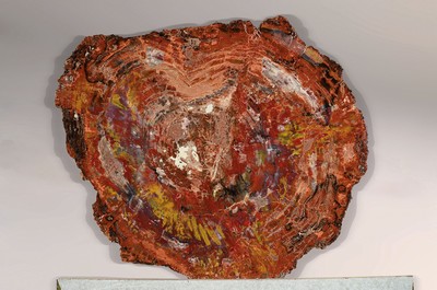 26746960a - Versteinerte Holzplatte, Araucaria, Arizona, Nadelbaum, Fossil, ca. 220 Millionen Jahre alt