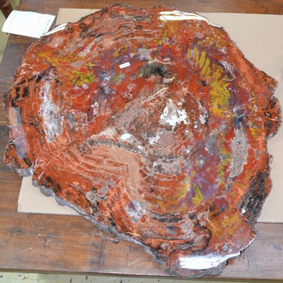 26746960b - Versteinerte Holzplatte, Araucaria, Arizona, Nadelbaum, Fossil, ca. 220 Millionen Jahre alt