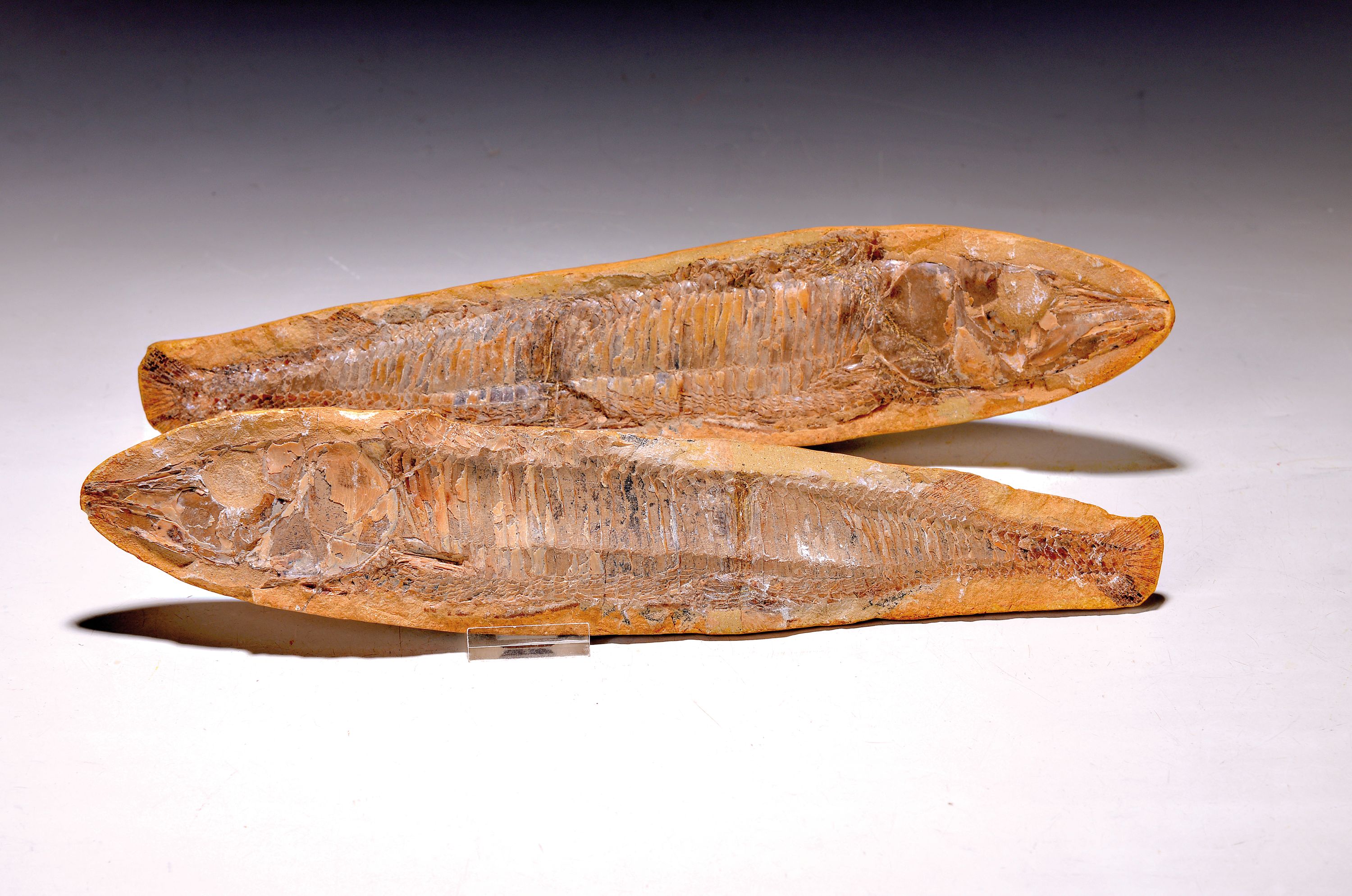 Versteinerter Fisch, wohl Südamerika, ca. 80 Mio. Jahre alt, zweiteiliges Präparat aus sich entsprechender Hälften eines Fisches, z.T. gut ...