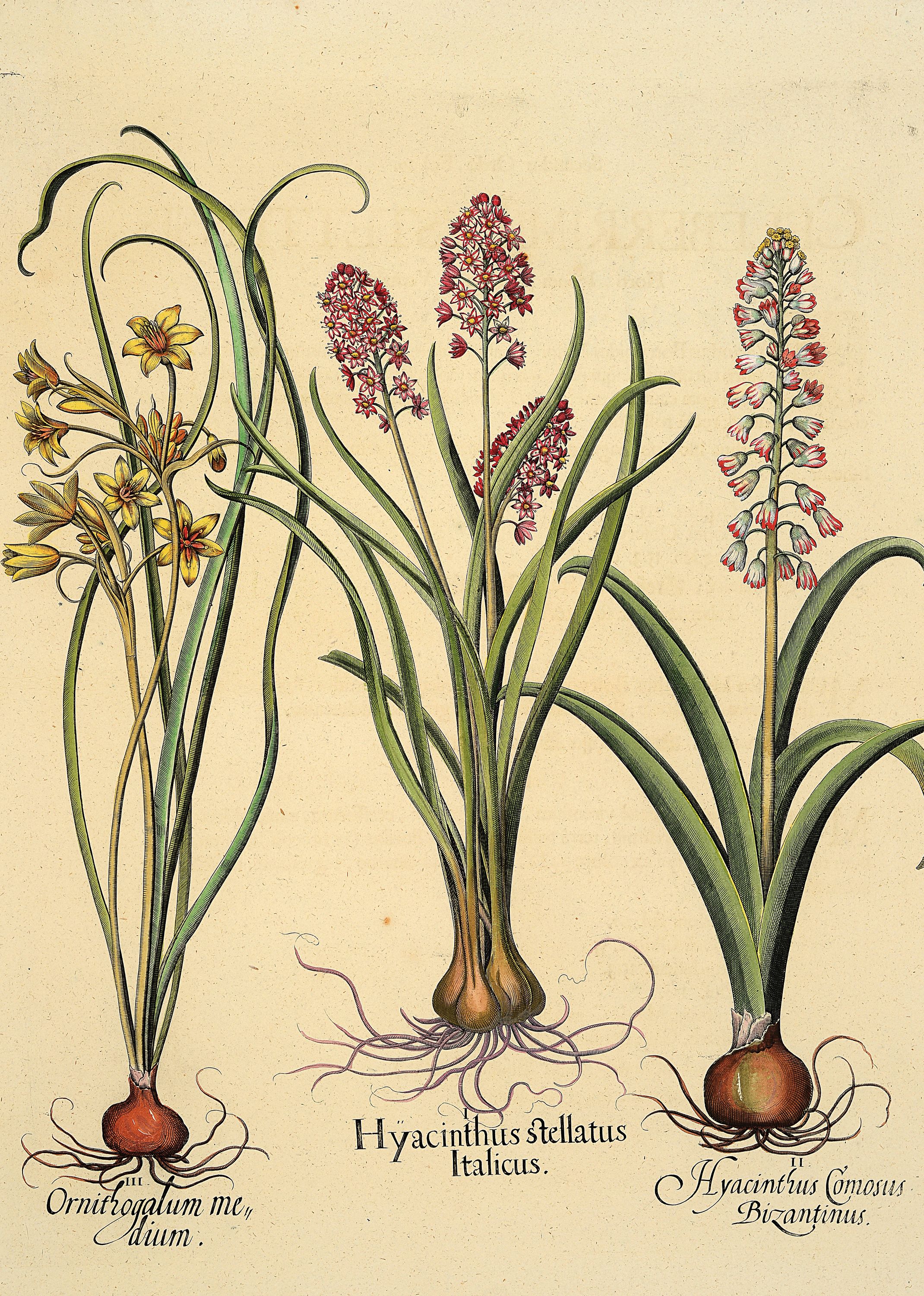 4 Kupferstiche aus Hortus Eystettensis, Basilius Besler, 1561-1629, Arbor Uitae- Prunella Officinarum-Chamaeptis Maior; Summitates Piceae-Cerasus ...