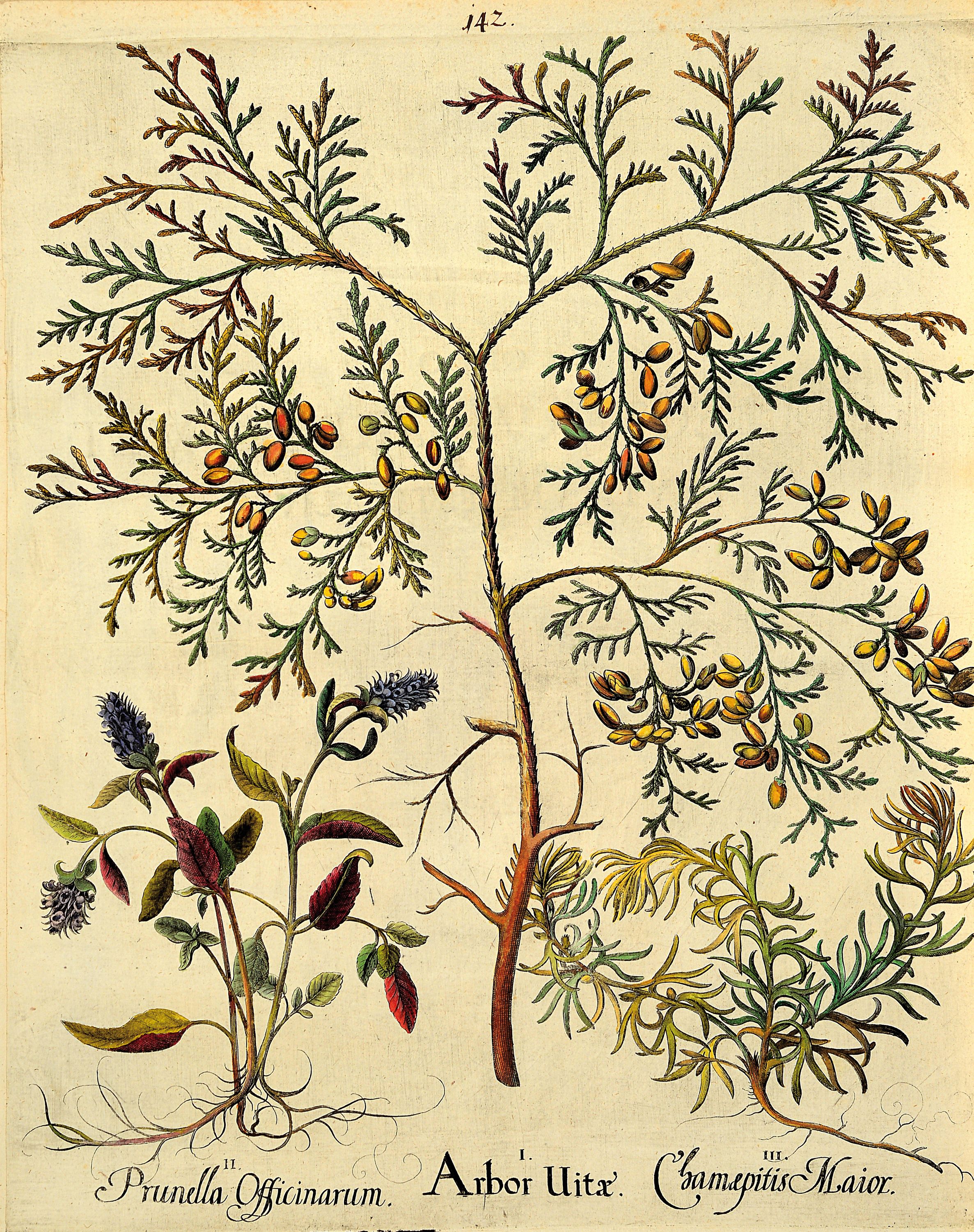Detail a: 4 Kupferstiche aus Hortus Eystettensis, Basilius Besler, 1561-1629, Arbor Uitae- Prunella Officinarum-Chamaeptis Maior; Summitates Piceae-Cerasus ...
