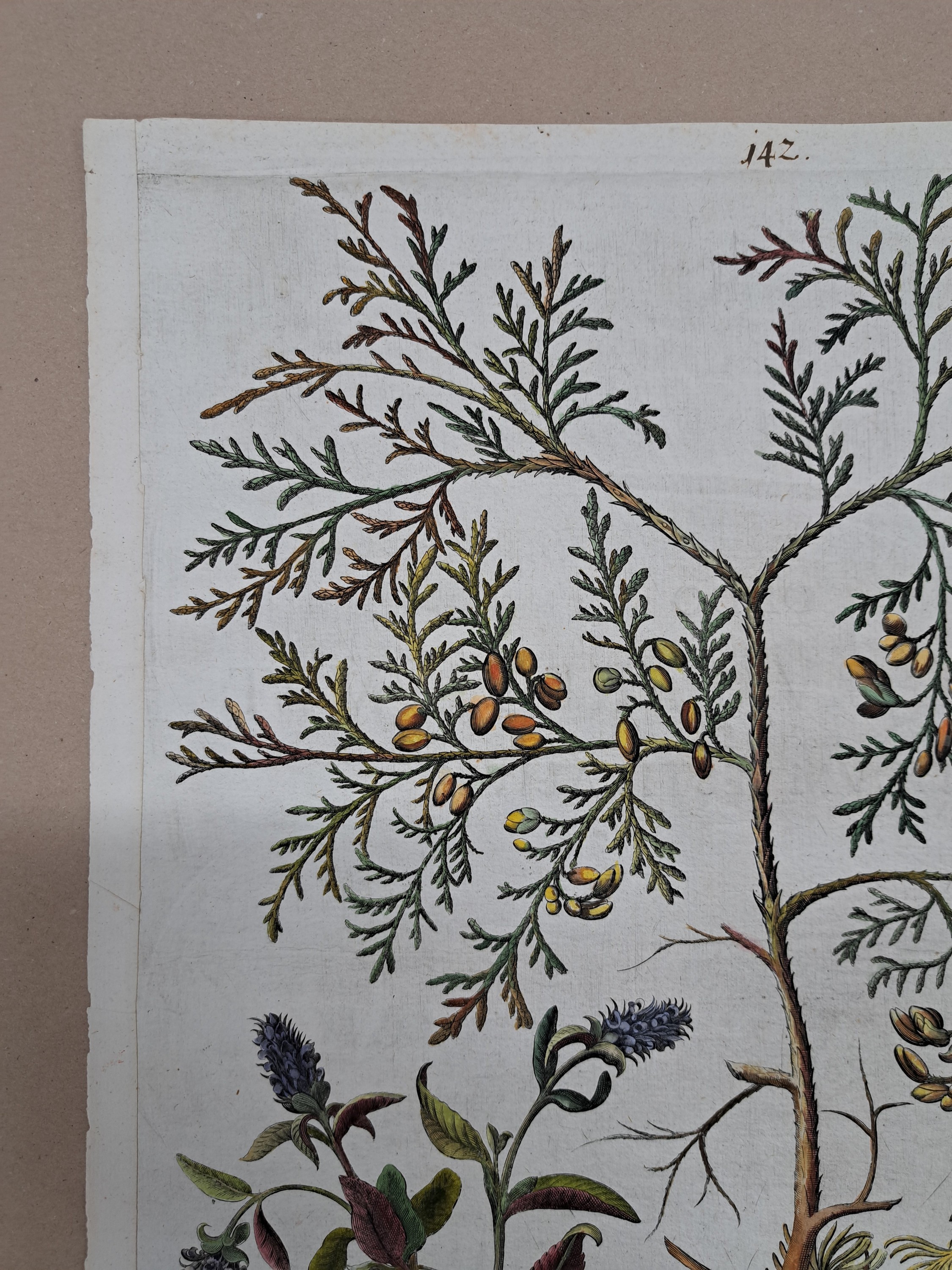 Detail b: 4 Kupferstiche aus Hortus Eystettensis, Basilius Besler, 1561-1629, Arbor Uitae- Prunella Officinarum-Chamaeptis Maior; Summitates Piceae-Cerasus ...