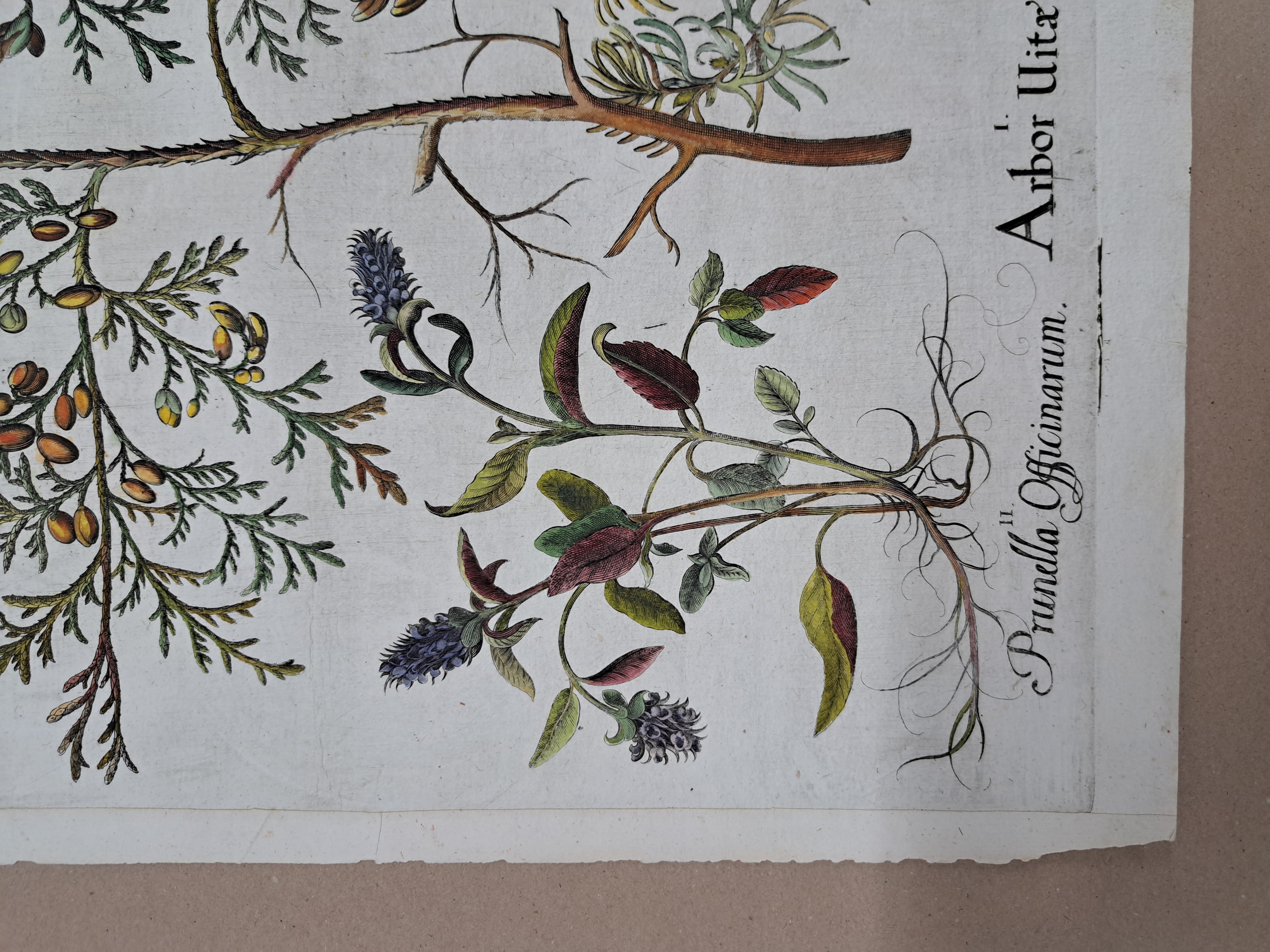 Detail c: 4 Kupferstiche aus Hortus Eystettensis, Basilius Besler, 1561-1629, Arbor Uitae- Prunella Officinarum-Chamaeptis Maior; Summitates Piceae-Cerasus ...