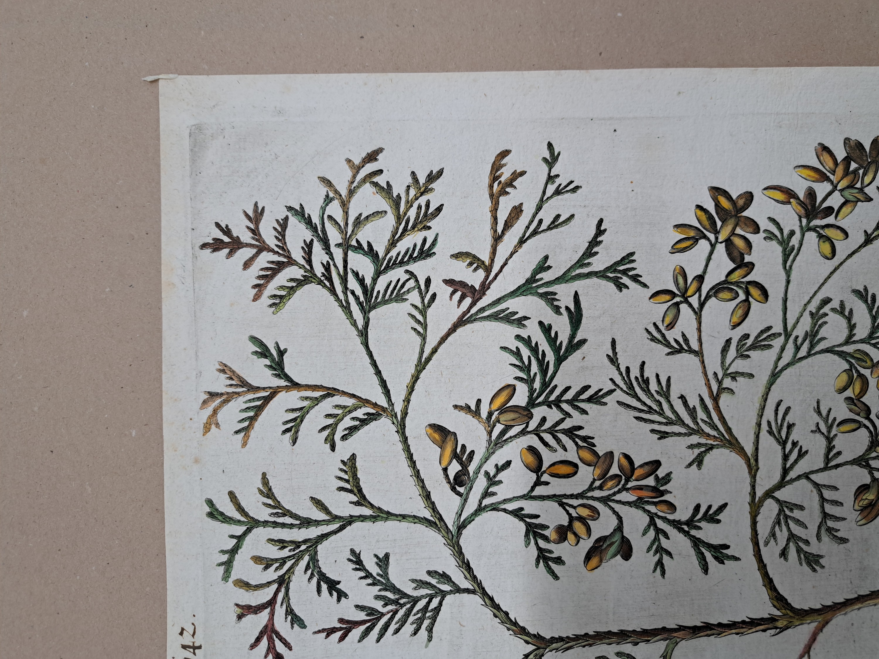 Detail d: 4 Kupferstiche aus Hortus Eystettensis, Basilius Besler, 1561-1629, Arbor Uitae- Prunella Officinarum-Chamaeptis Maior; Summitates Piceae-Cerasus ...