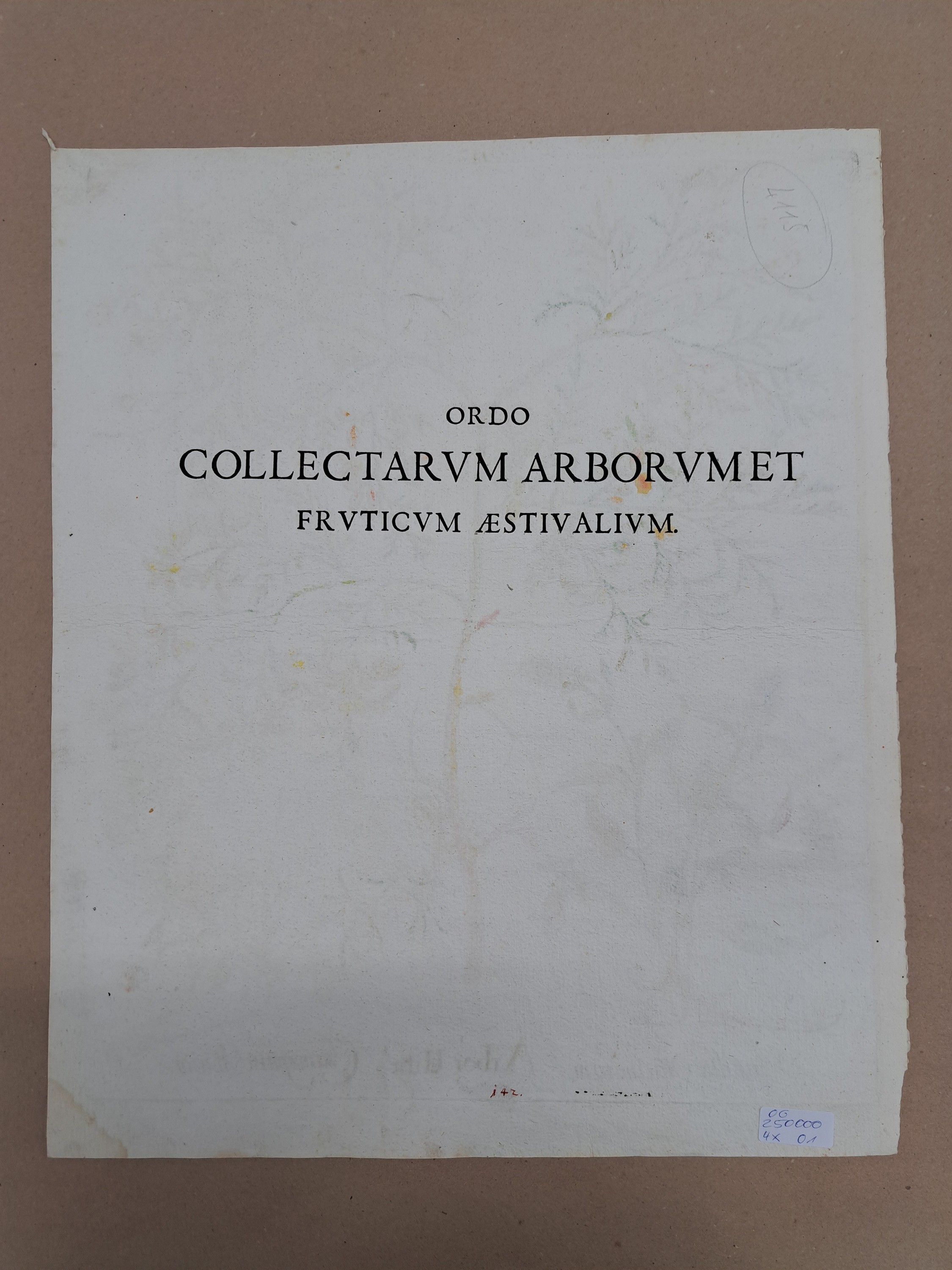 Detail e: 4 Kupferstiche aus Hortus Eystettensis, Basilius Besler, 1561-1629, Arbor Uitae- Prunella Officinarum-Chamaeptis Maior; Summitates Piceae-Cerasus ...