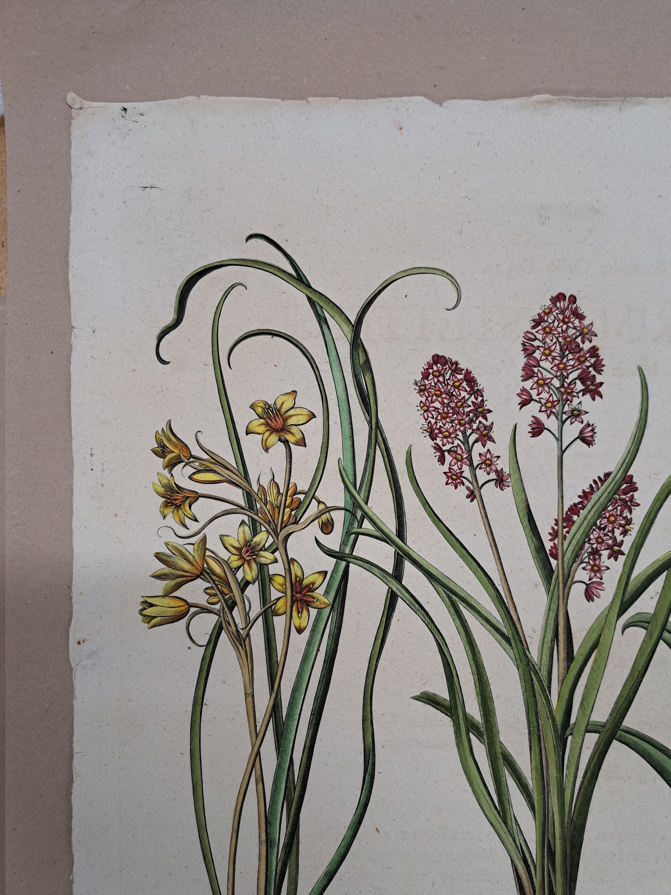 Detail f: 4 Kupferstiche aus Hortus Eystettensis, Basilius Besler, 1561-1629, Arbor Uitae- Prunella Officinarum-Chamaeptis Maior; Summitates Piceae-Cerasus ...