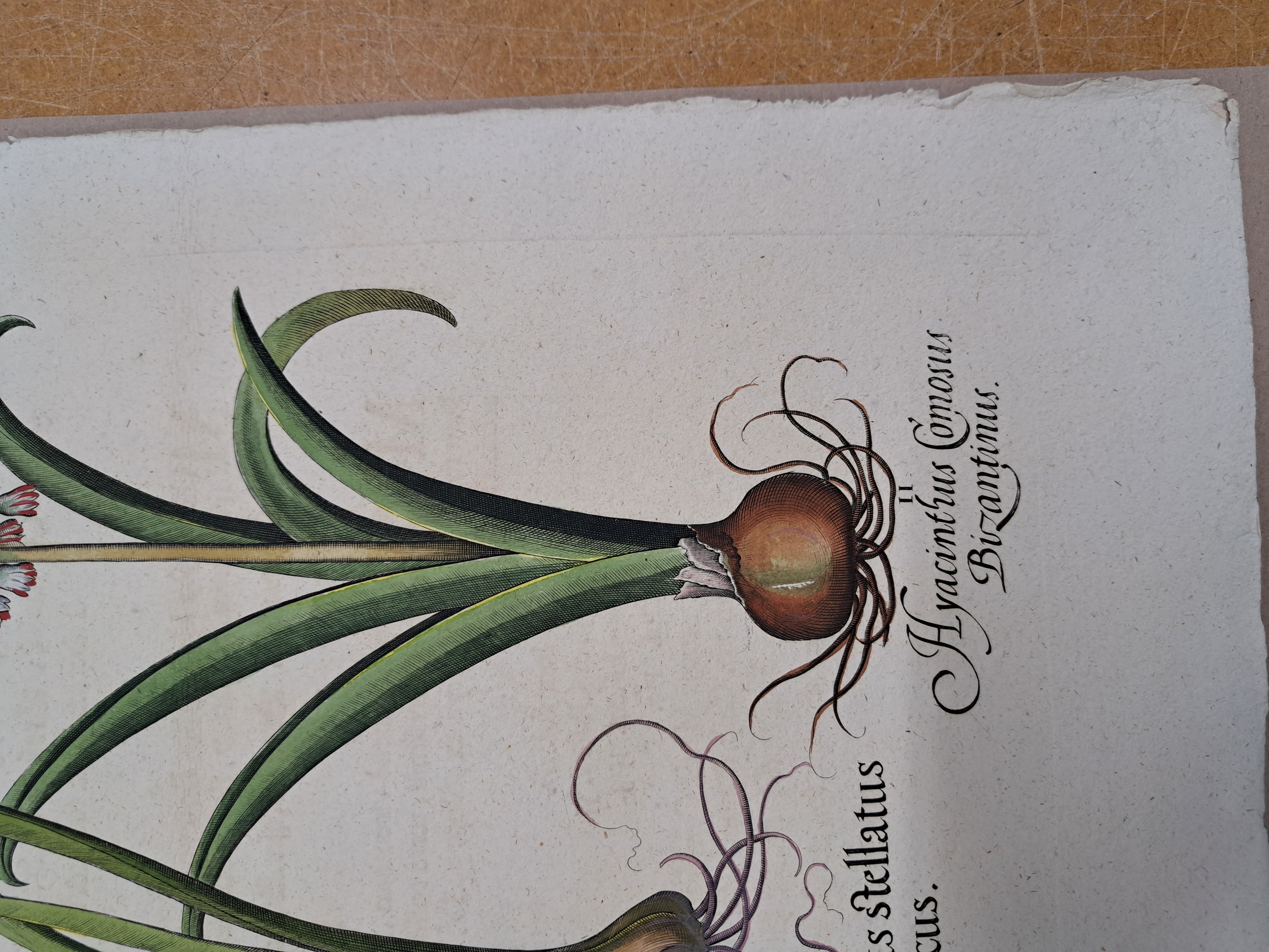 Detail h: 4 Kupferstiche aus Hortus Eystettensis, Basilius Besler, 1561-1629, Arbor Uitae- Prunella Officinarum-Chamaeptis Maior; Summitates Piceae-Cerasus ...