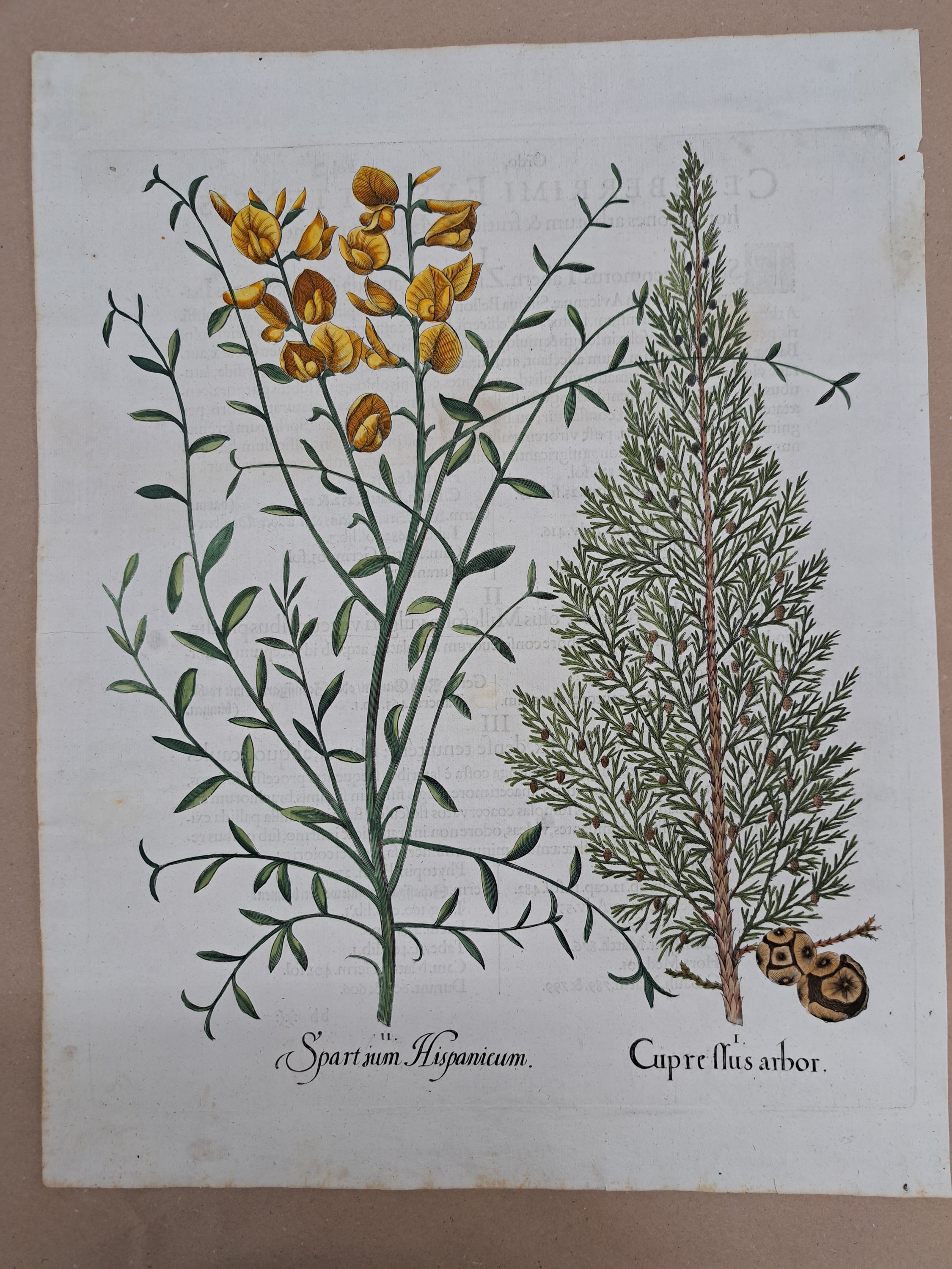 Detail j: 4 Kupferstiche aus Hortus Eystettensis, Basilius Besler, 1561-1629, Arbor Uitae- Prunella Officinarum-Chamaeptis Maior; Summitates Piceae-Cerasus ...