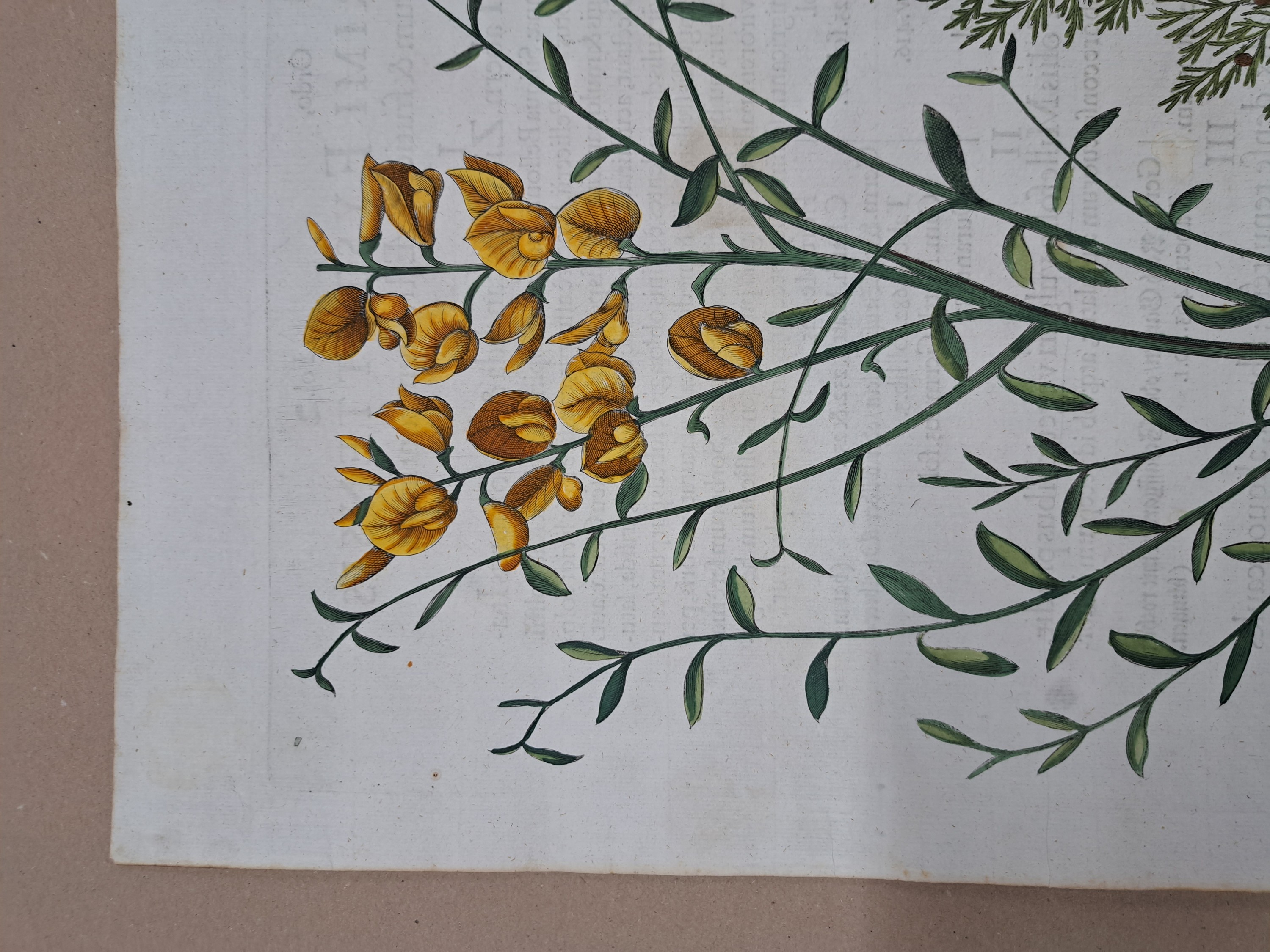 Detail k: 4 Kupferstiche aus Hortus Eystettensis, Basilius Besler, 1561-1629, Arbor Uitae- Prunella Officinarum-Chamaeptis Maior; Summitates Piceae-Cerasus ...