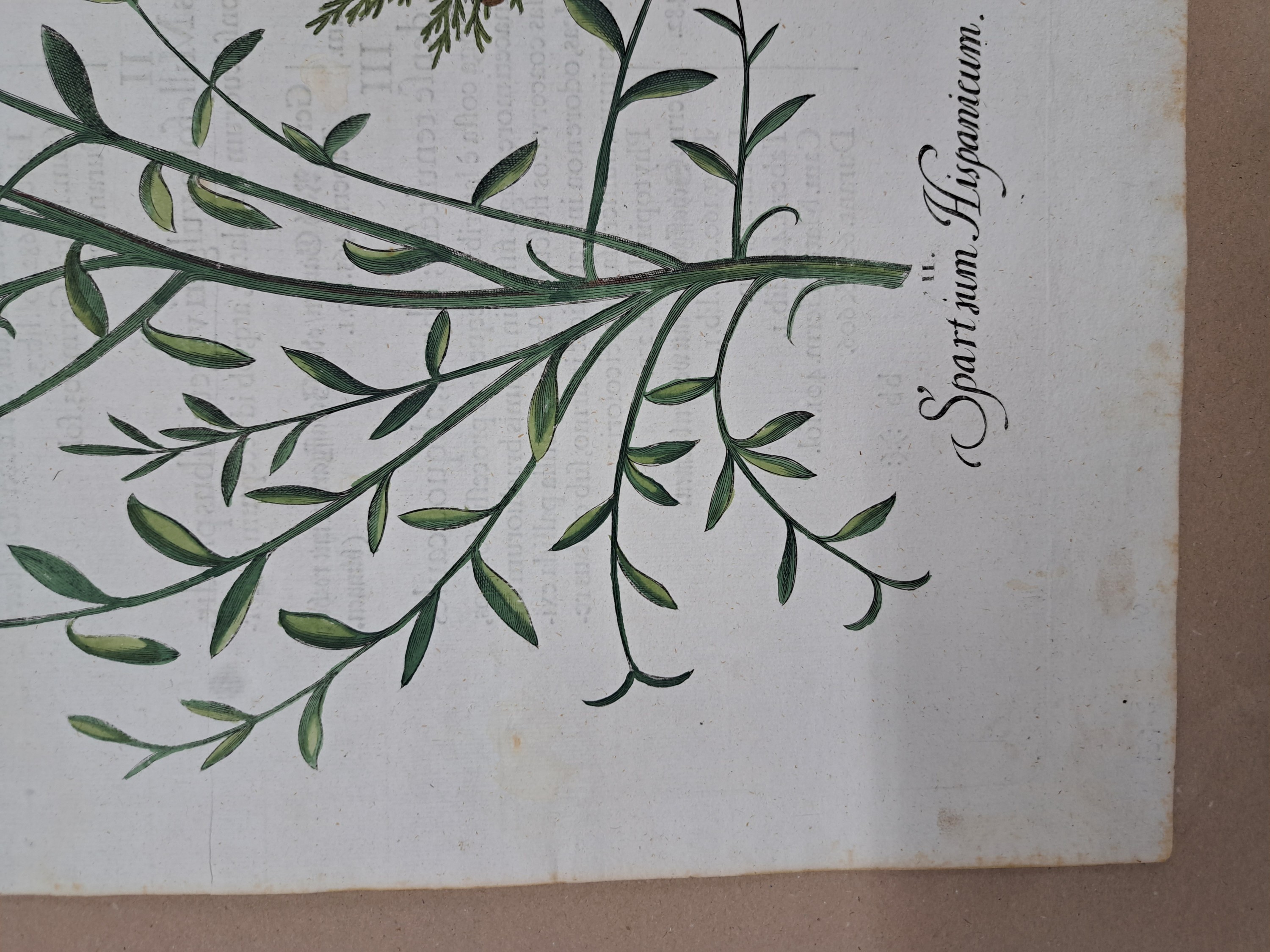 Detail l: 4 Kupferstiche aus Hortus Eystettensis, Basilius Besler, 1561-1629, Arbor Uitae- Prunella Officinarum-Chamaeptis Maior; Summitates Piceae-Cerasus ...