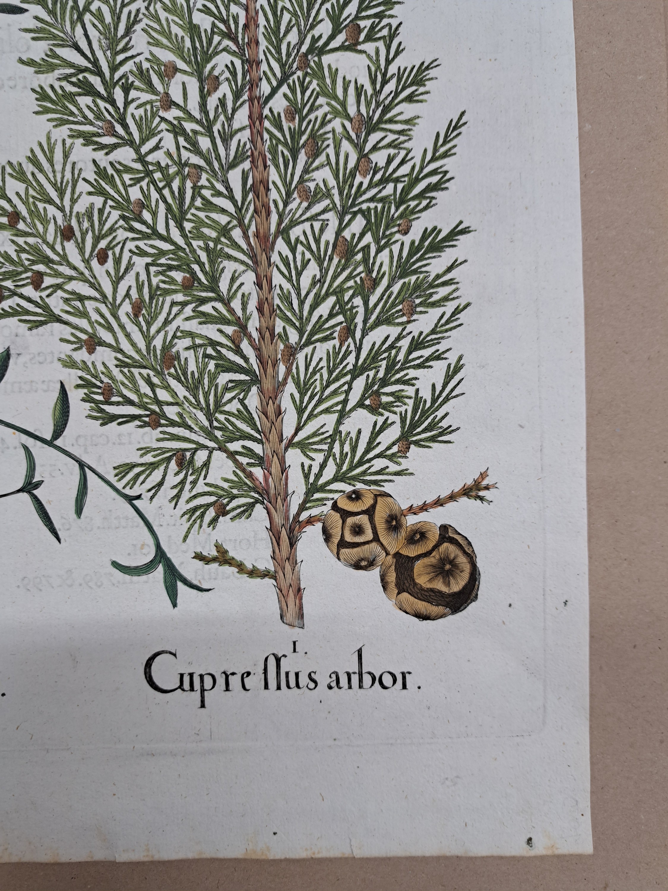 Detail m: 4 Kupferstiche aus Hortus Eystettensis, Basilius Besler, 1561-1629, Arbor Uitae- Prunella Officinarum-Chamaeptis Maior; Summitates Piceae-Cerasus ...