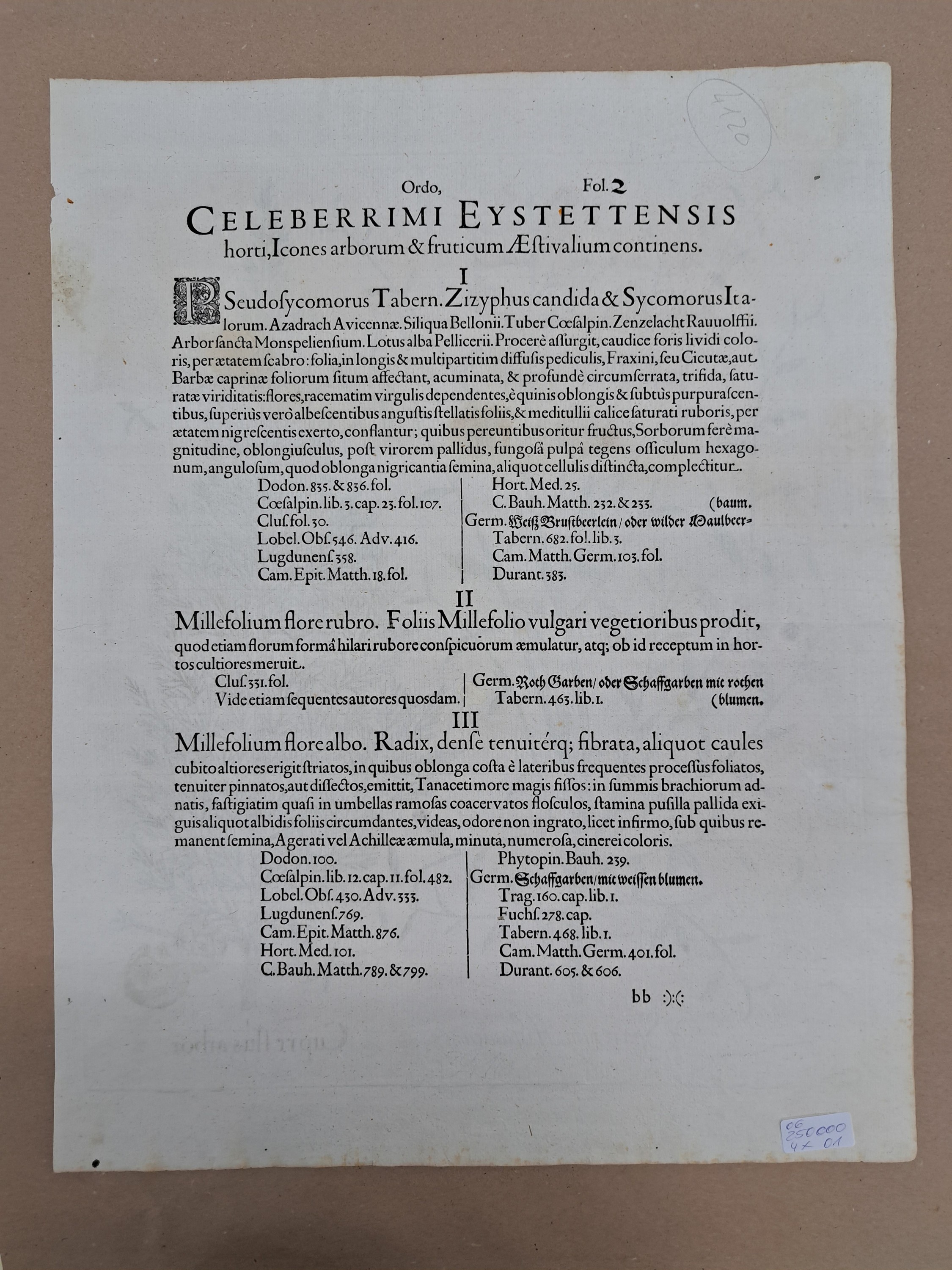 Detail n: 4 Kupferstiche aus Hortus Eystettensis, Basilius Besler, 1561-1629, Arbor Uitae- Prunella Officinarum-Chamaeptis Maior; Summitates Piceae-Cerasus ...
