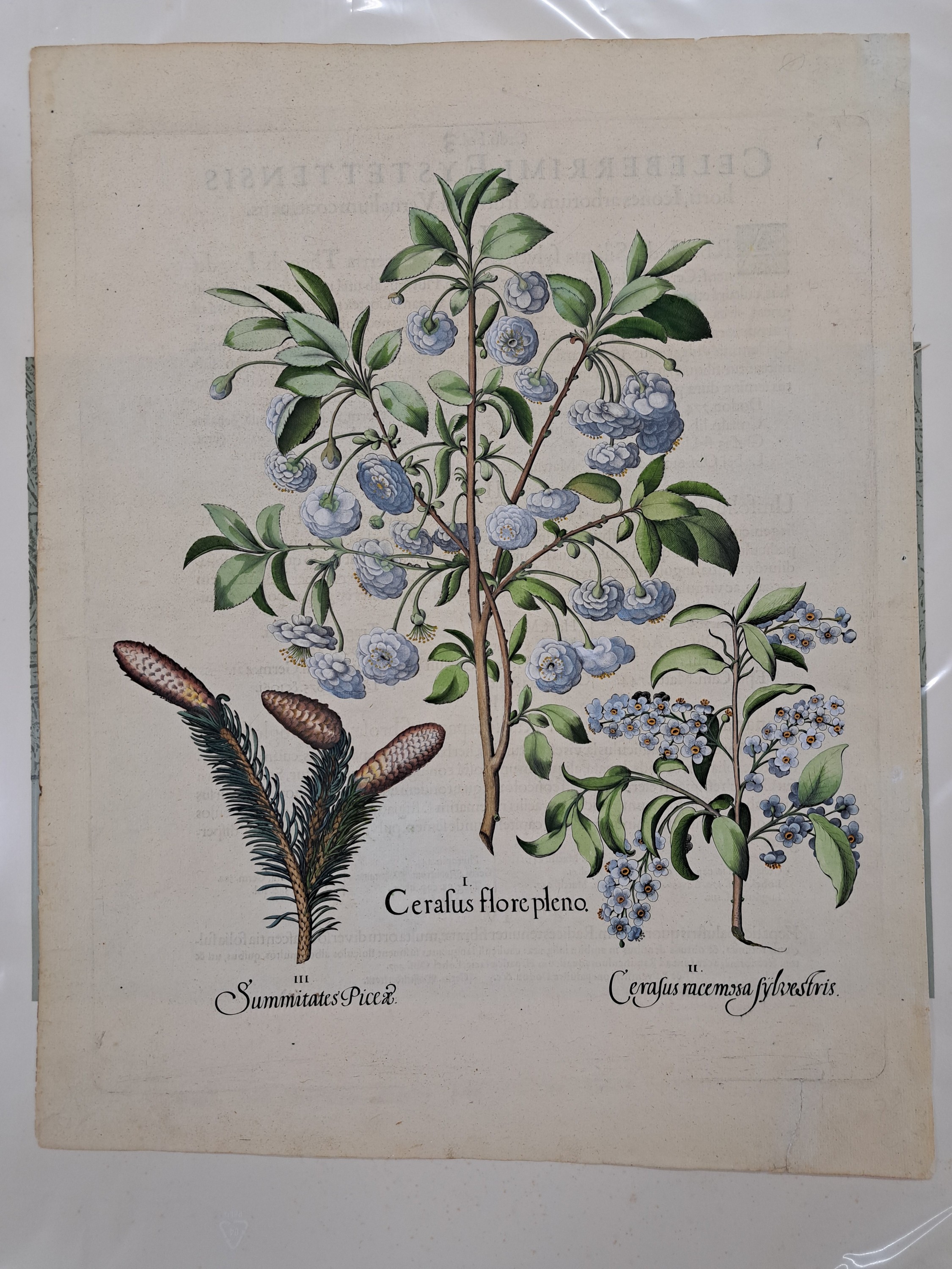 Detail o: 4 Kupferstiche aus Hortus Eystettensis, Basilius Besler, 1561-1629, Arbor Uitae- Prunella Officinarum-Chamaeptis Maior; Summitates Piceae-Cerasus ...