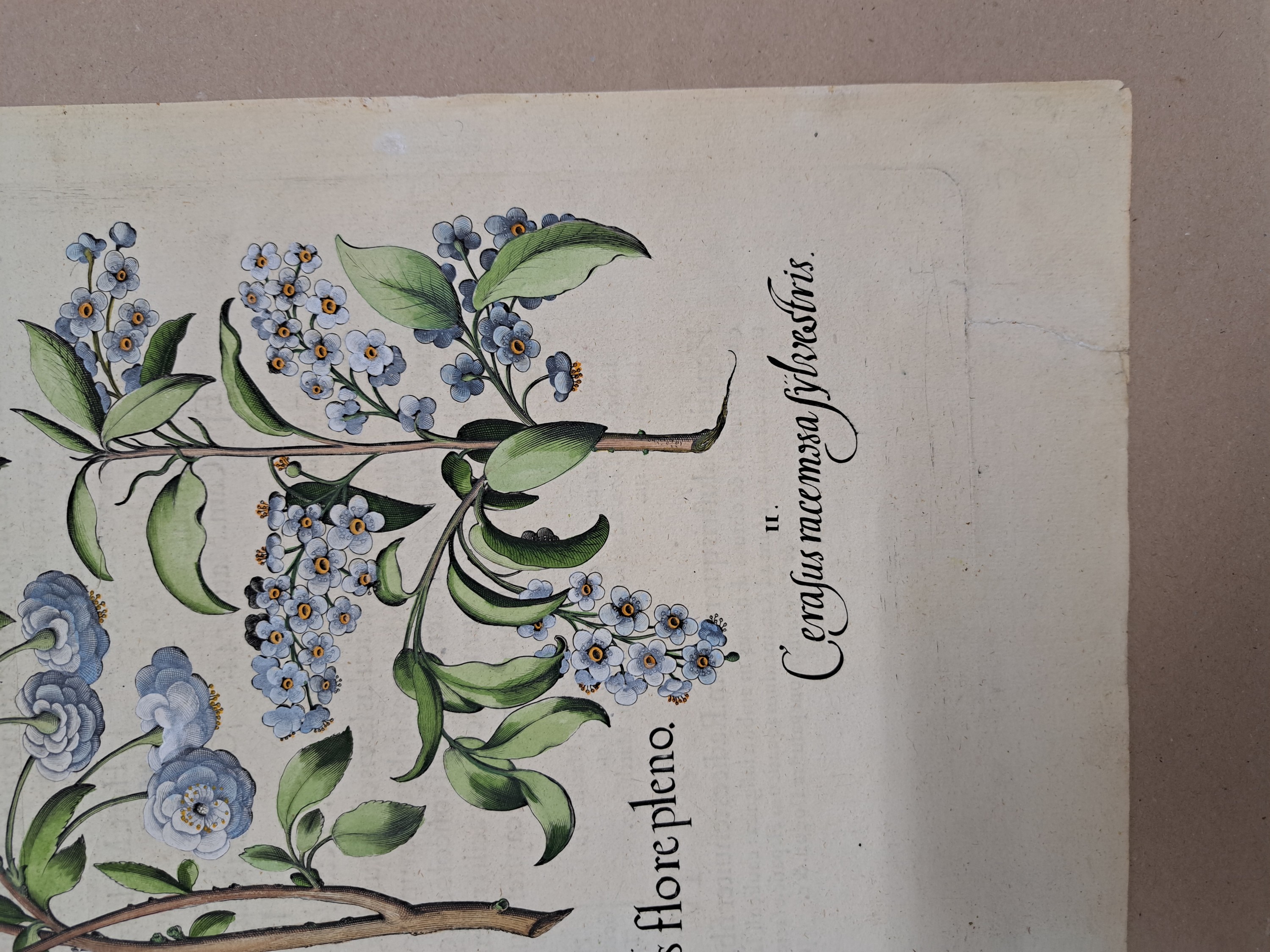 Detail q: 4 Kupferstiche aus Hortus Eystettensis, Basilius Besler, 1561-1629, Arbor Uitae- Prunella Officinarum-Chamaeptis Maior; Summitates Piceae-Cerasus ...
