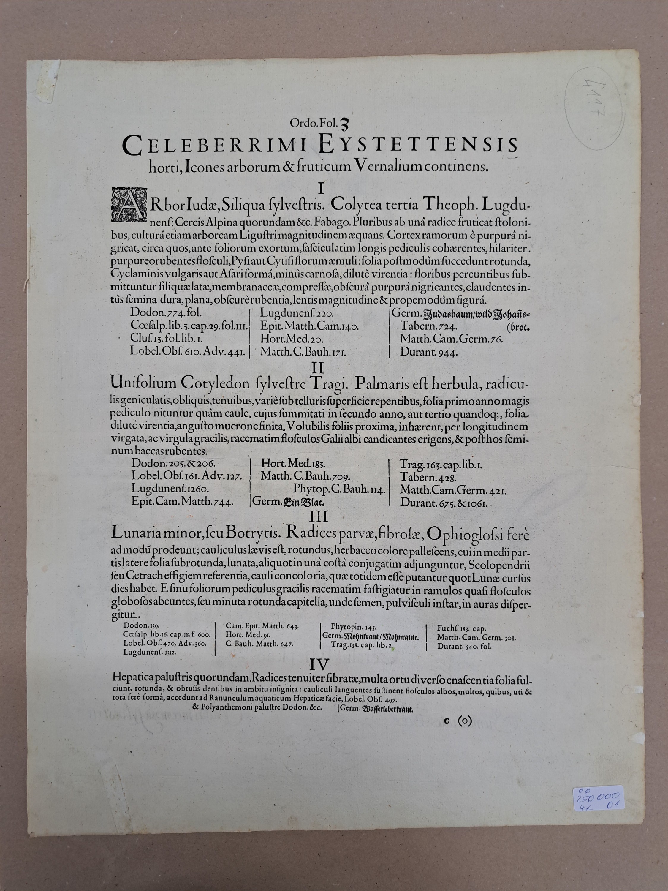 Detail r: 4 Kupferstiche aus Hortus Eystettensis, Basilius Besler, 1561-1629, Arbor Uitae- Prunella Officinarum-Chamaeptis Maior; Summitates Piceae-Cerasus ...