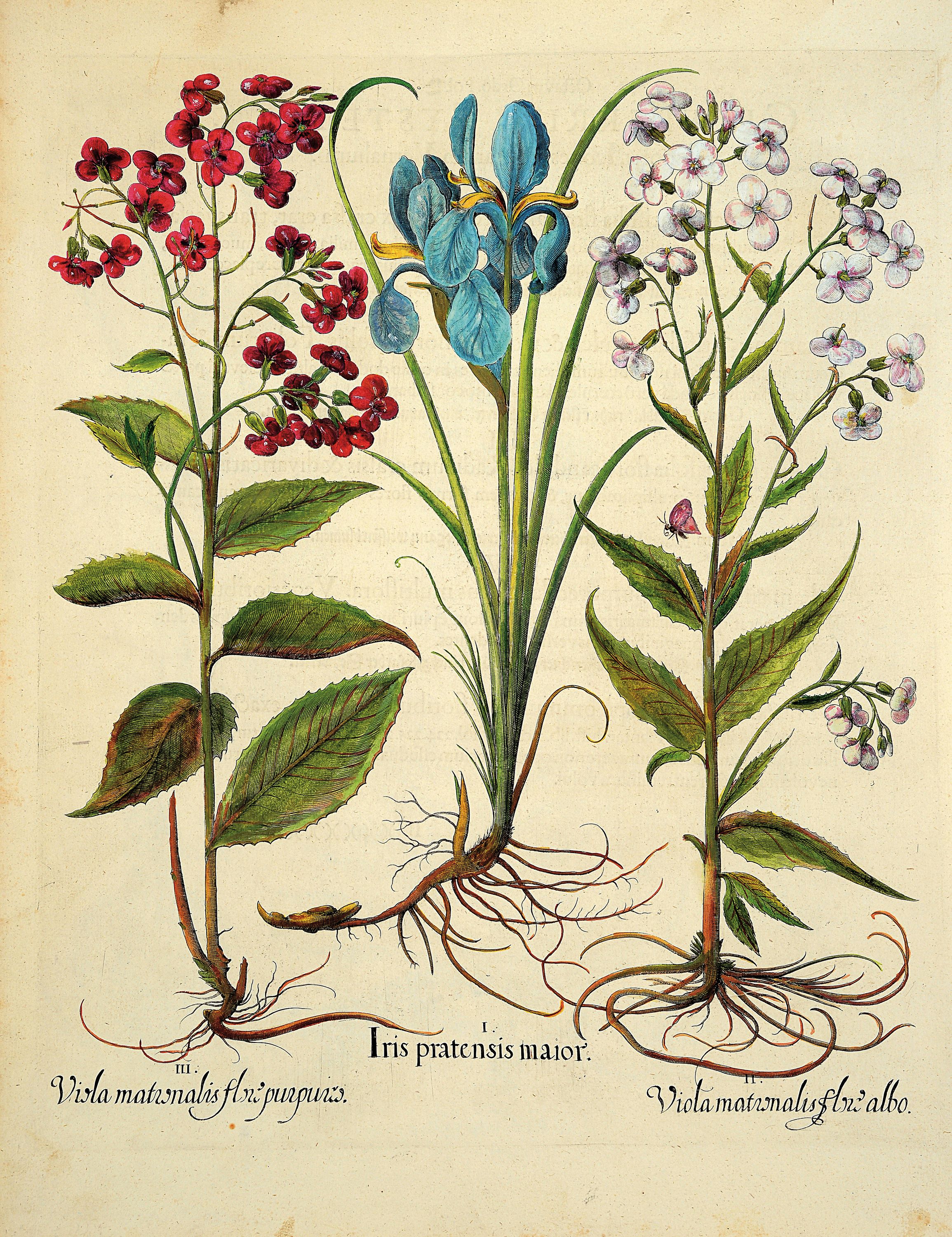 4 Kupferstiche aus Hortus Eystettensis, Basilius Besler, 1561-1629, Camaeiris angustis solis-bulbus lily persici-lilium persicum-Iris tuberosa; ...