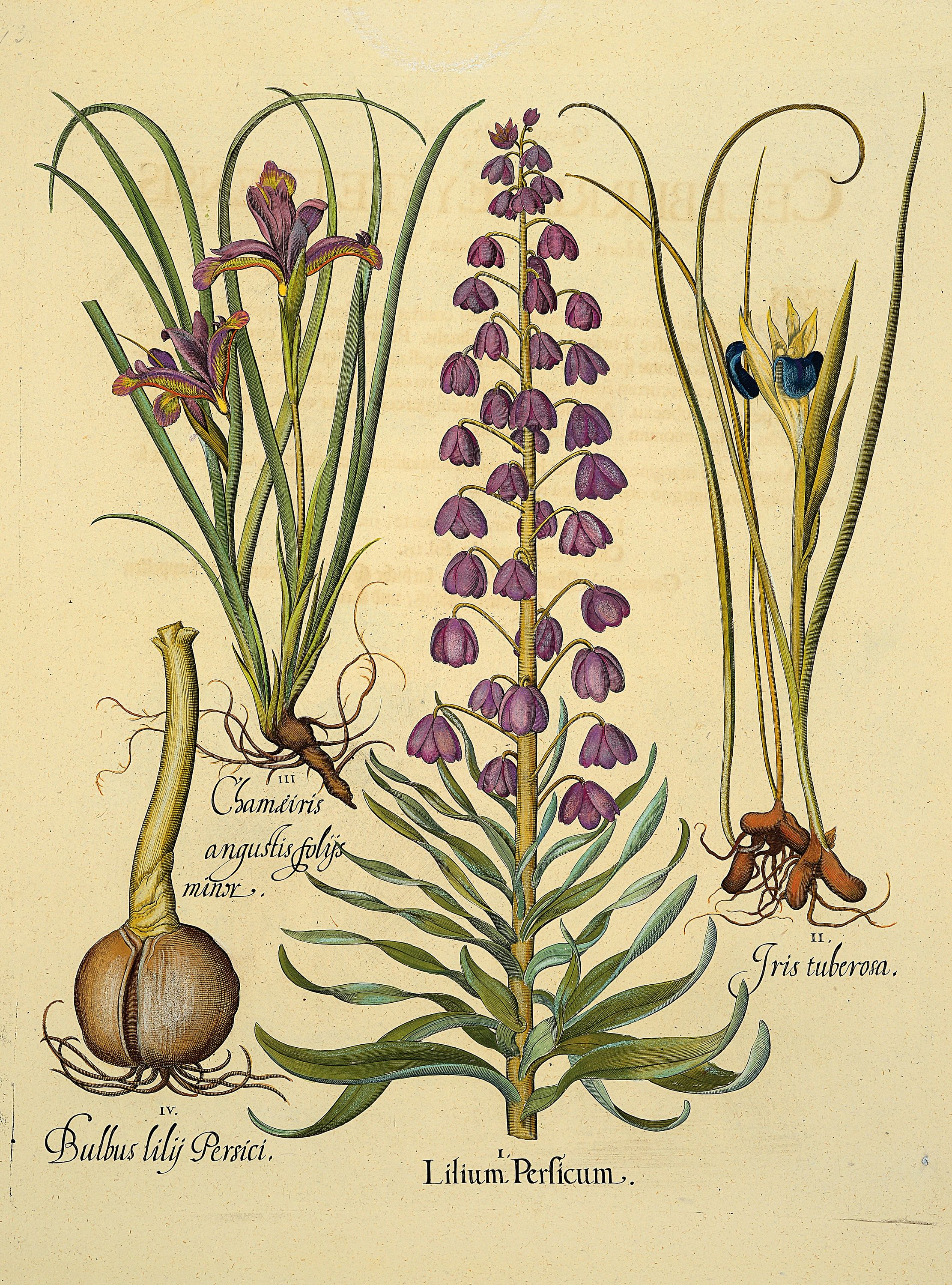 Detail a: 4 Kupferstiche aus Hortus Eystettensis, Basilius Besler, 1561-1629, Camaeiris angustis solis-bulbus lily persici-lilium persicum-Iris tuberosa; ...